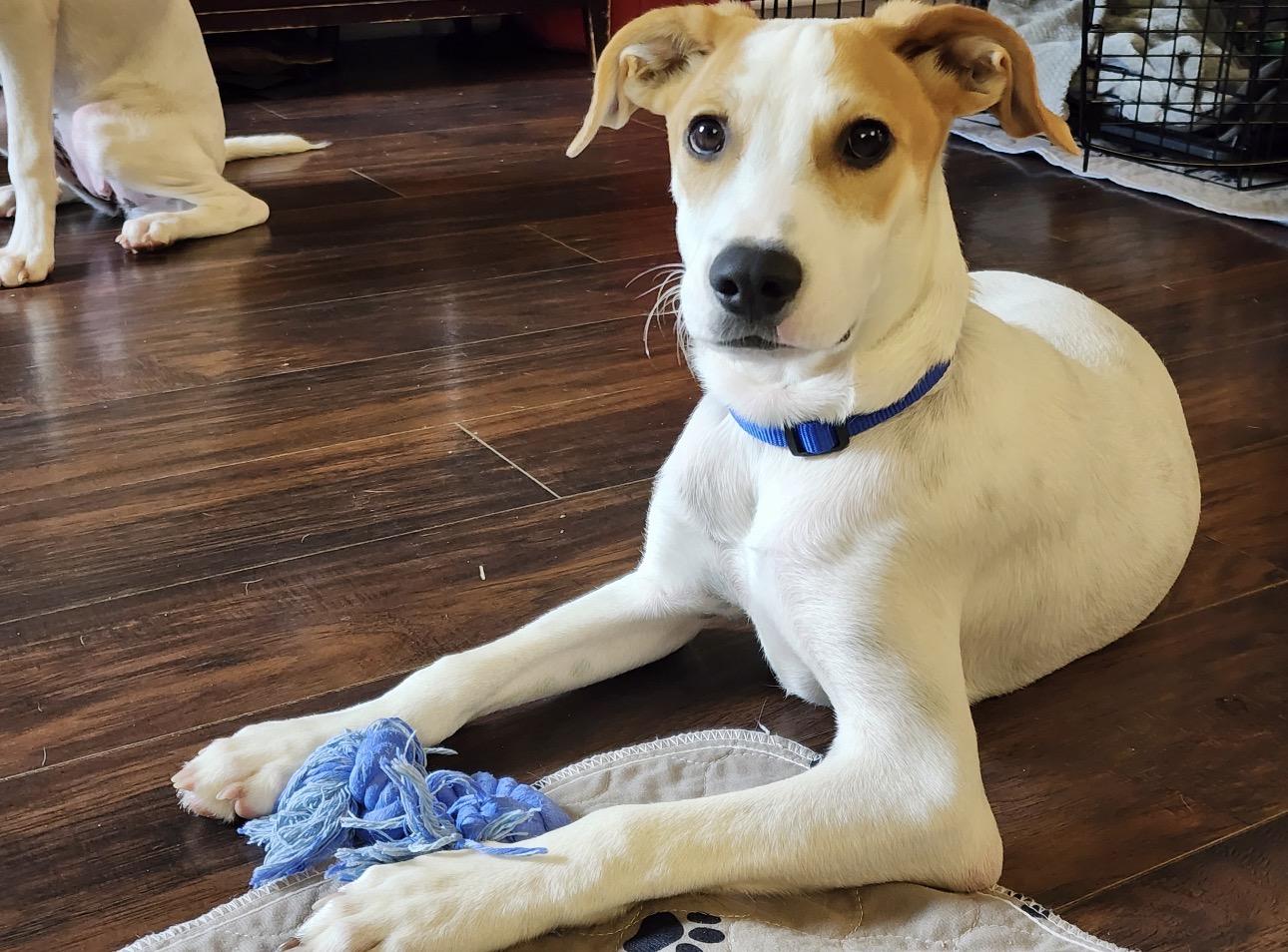 Enlarge PINTO - loves kids, an adopted mixed breed in Pasadena, MD image 1/6