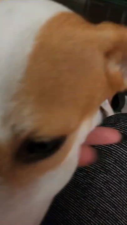 Enlarge PINTO - loves kids, an adopted mixed breed in Pasadena, MD video 5/6