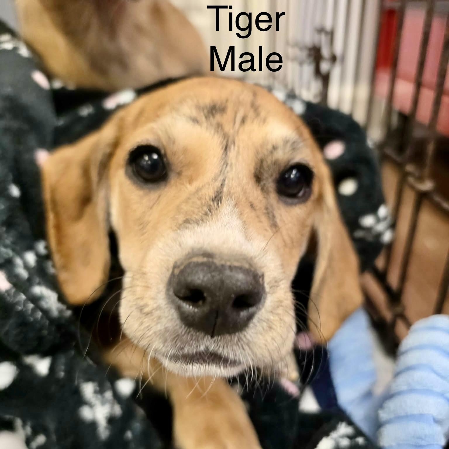 Tiger, ADOPTABLE, Puppy Male American Foxhound & Shepherd.