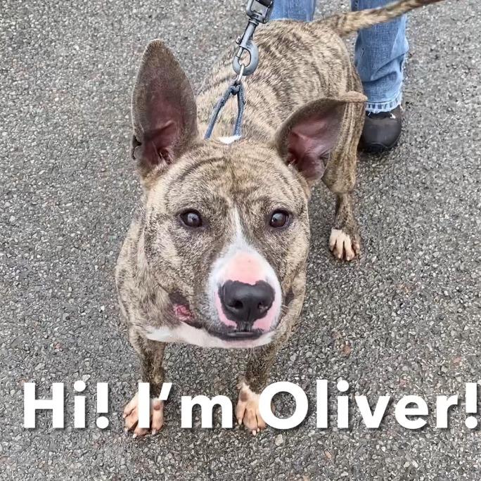 Enlarge Oliver, a Adoptable Pit Bull Terrier in Kittanning, PA image 1/6