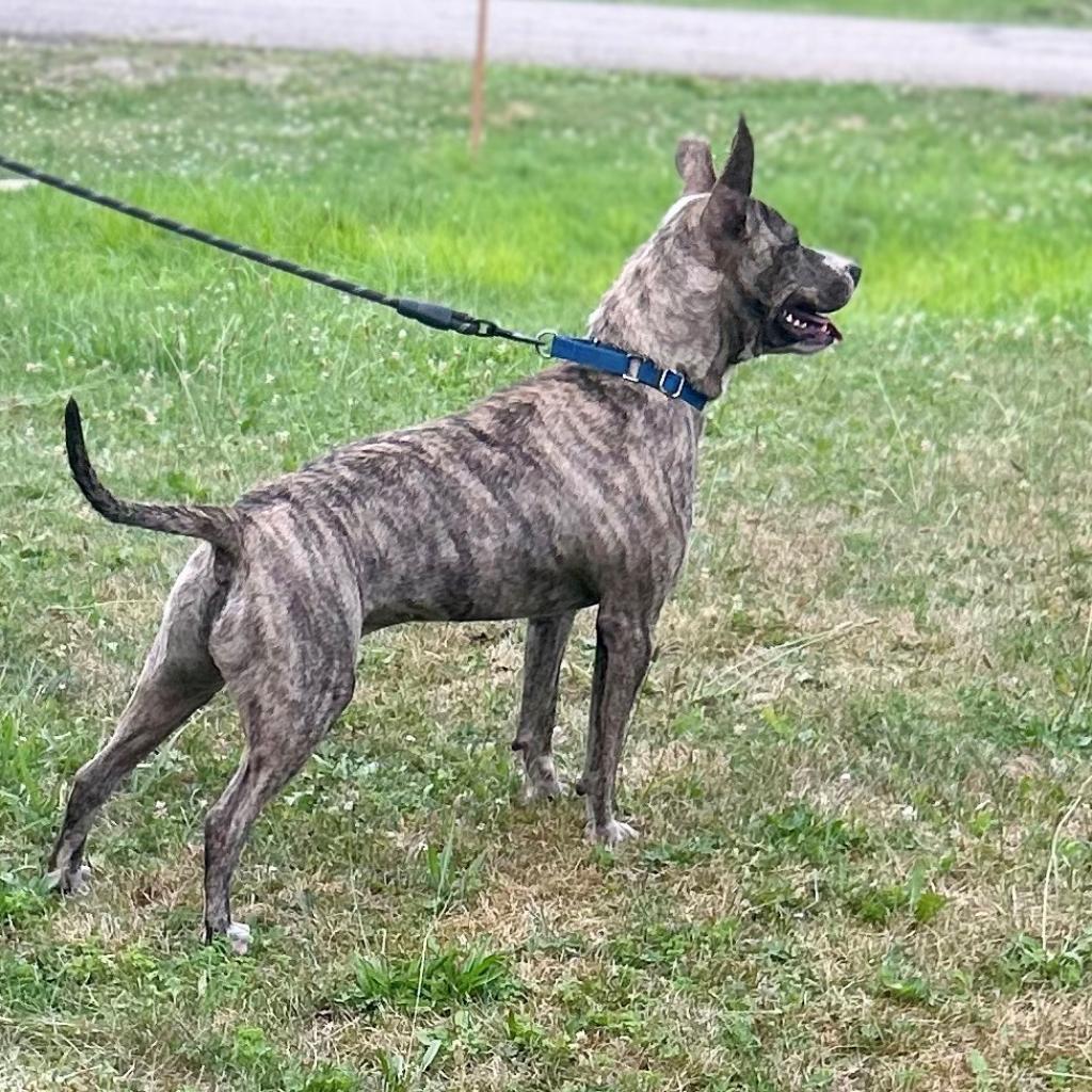 Enlarge Oliver, a Adoptable Pit Bull Terrier in Kittanning, PA image 2/6