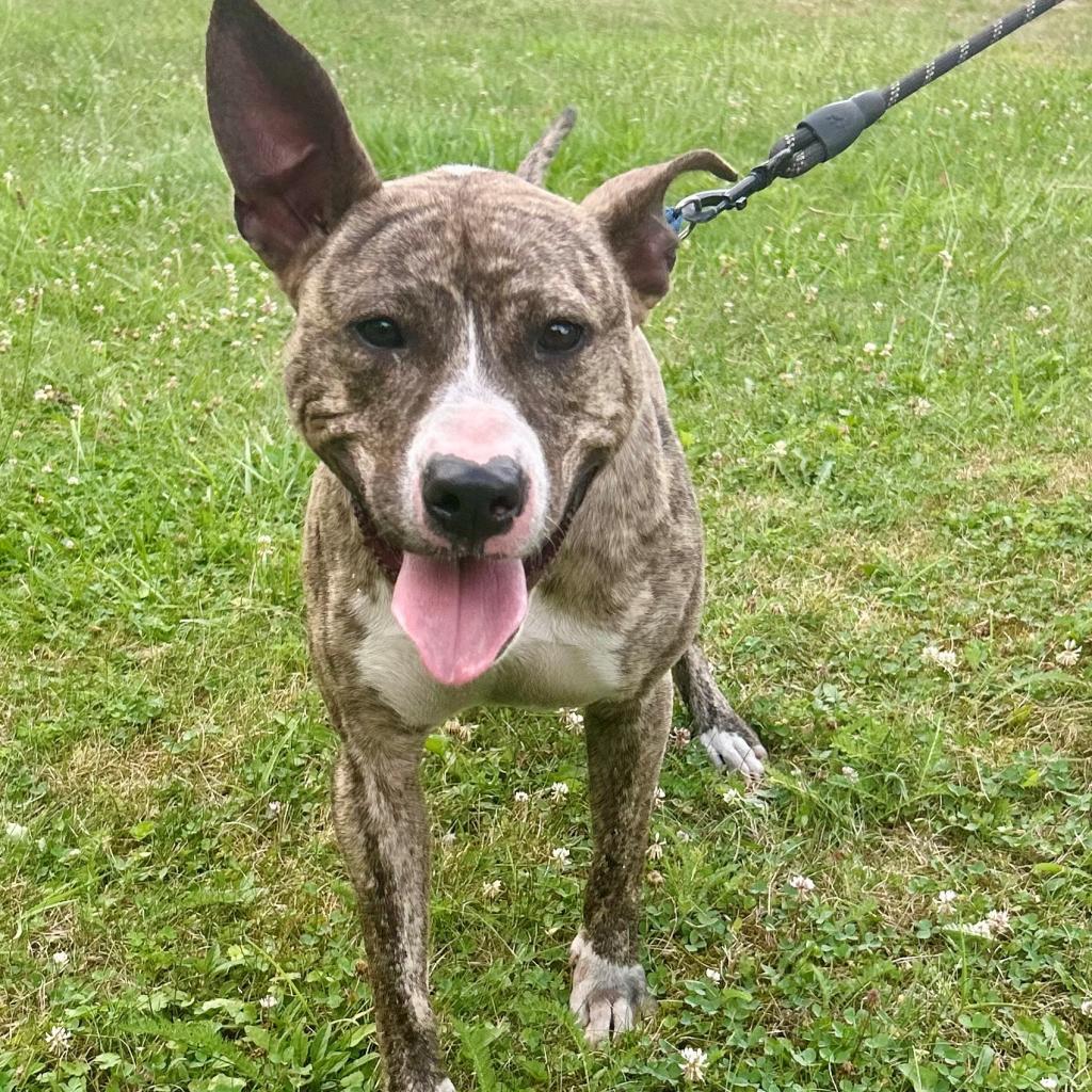 Enlarge Oliver, a Adoptable Pit Bull Terrier in Kittanning, PA image 3/6