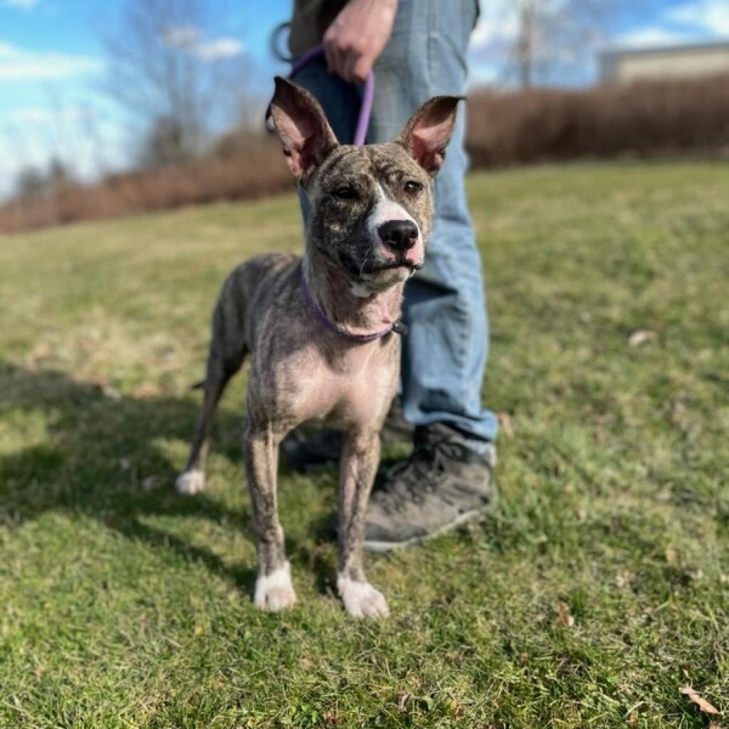 Enlarge Oliver, a Adoptable Pit Bull Terrier in Kittanning, PA image 6/6