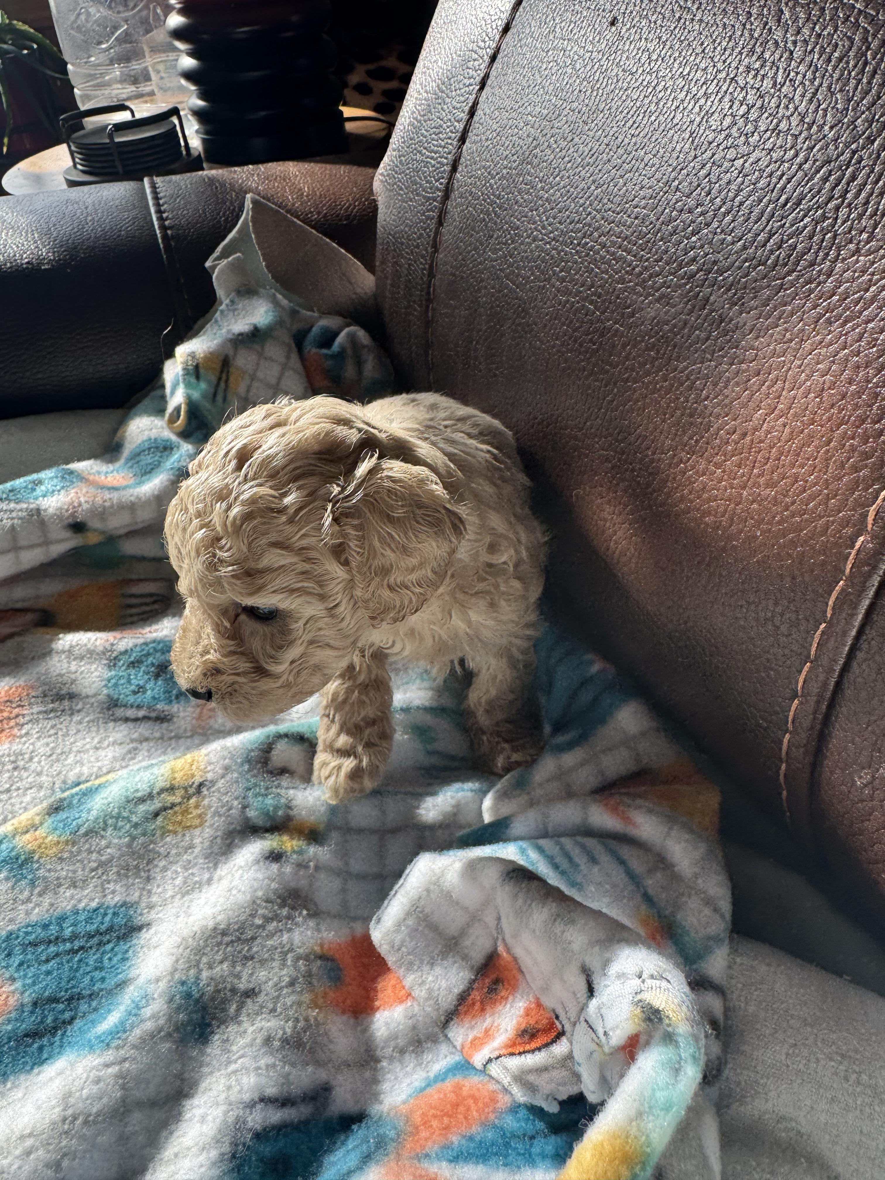 Enlarge Riley, a ADOPTABLE Miniature Poodle in Glenwood City, WI image 2/4