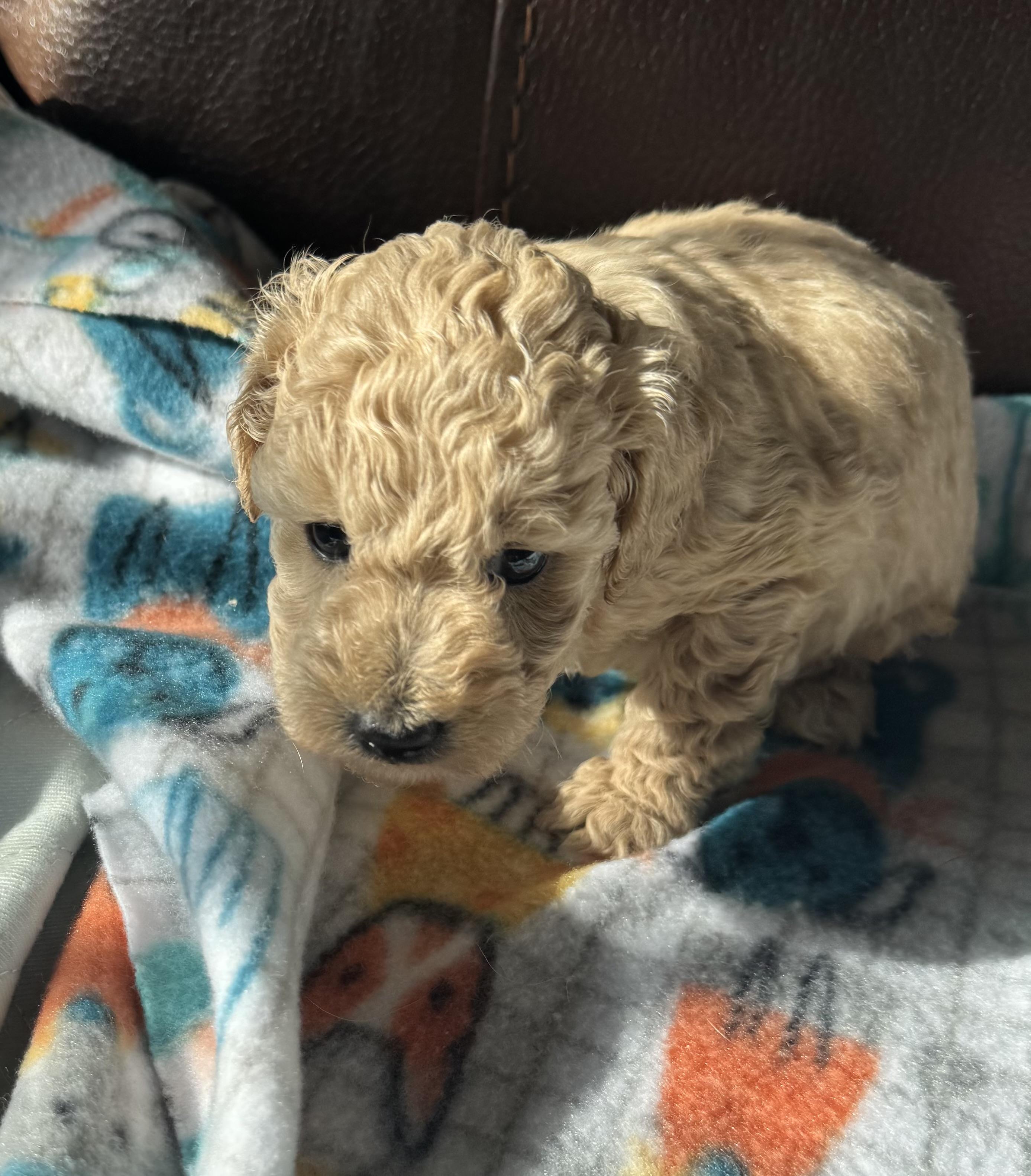 Enlarge Riley, a ADOPTABLE Miniature Poodle in Glenwood City, WI image 1/4