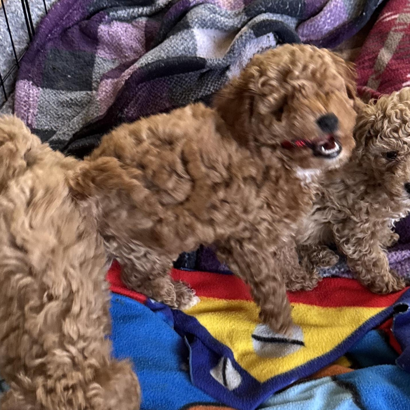 Enlarge Rosie, an adopted Miniature Poodle in Glenwood City, WI image 1/1