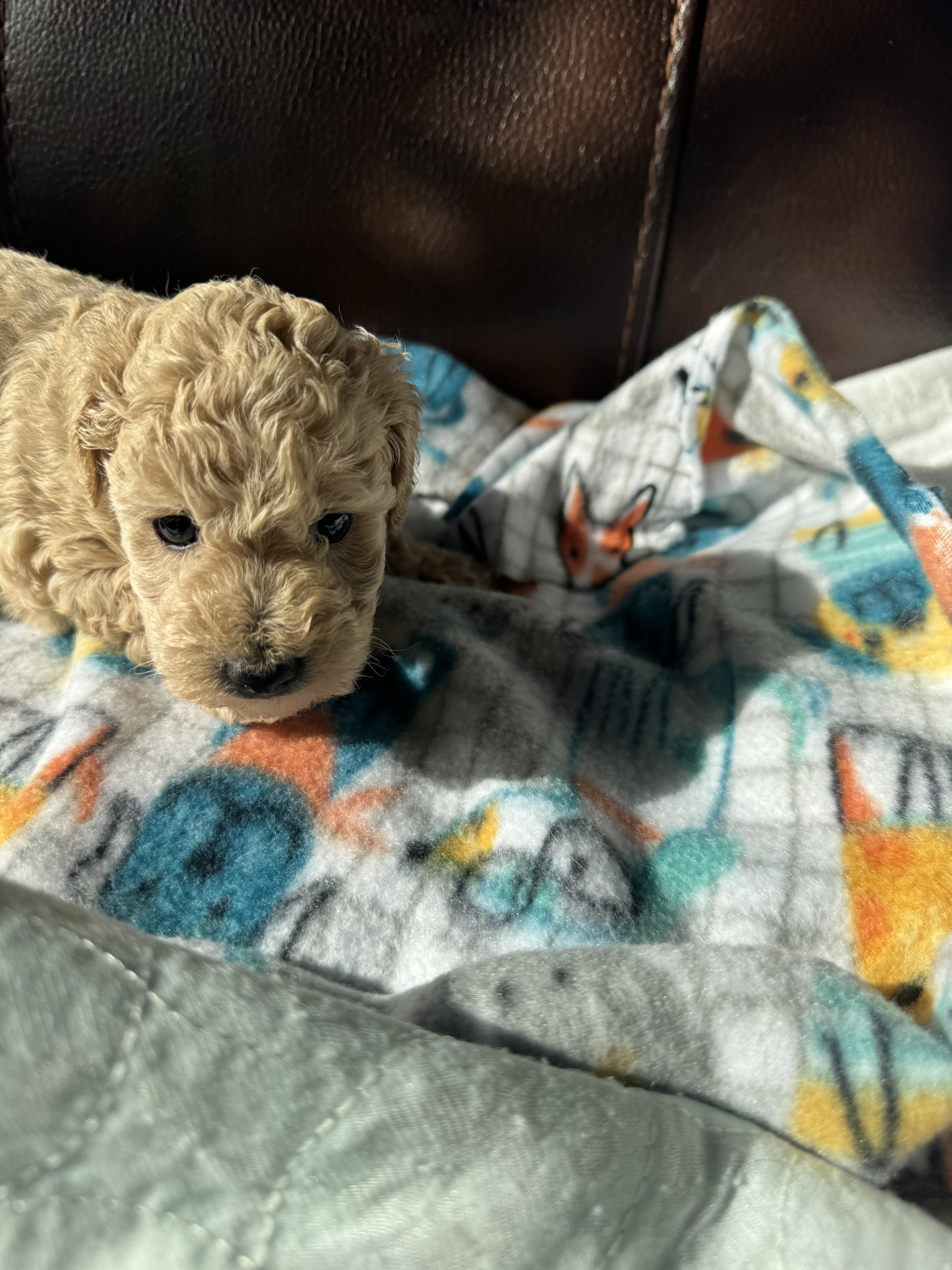 Enlarge Riley, a ADOPTABLE Miniature Poodle in Glenwood City, WI image 3/4