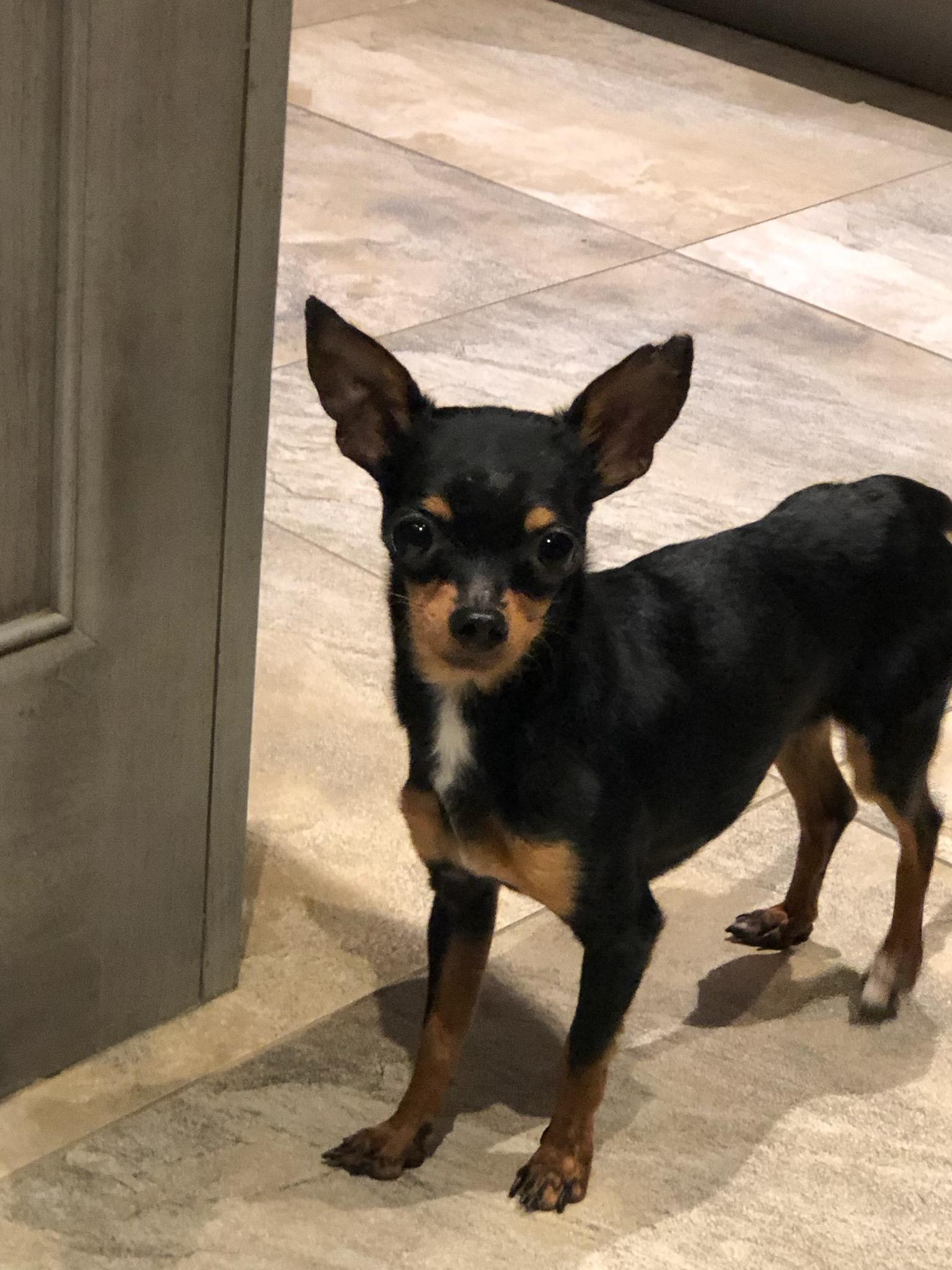 Enlarge Charlie (TEACUP SIZE), a Adopted Chihuahua in Toronto, ON image 1/3