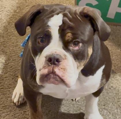 Enlarge ROSIE WIGGLEPUFF, a ADOPTABLE mixed breed in Bonney Lake, WA image 2/3