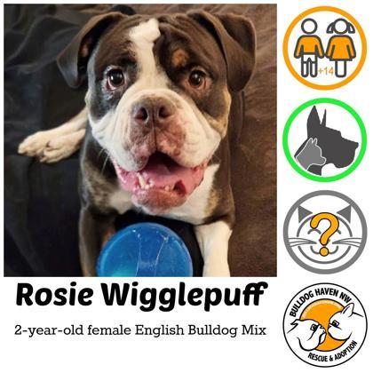ROSIE WIGGLEPUFF, ADOPTABLE, Adult Female English Bulldog.