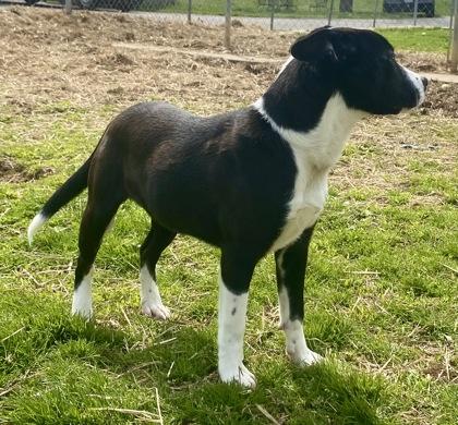 Enlarge Jeff, a ADOPTABLE Border Collie in Glasgow, KY image 2/2