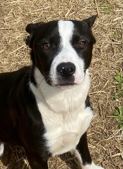 Jeff, ADOPTABLE, Young Male Border Collie.