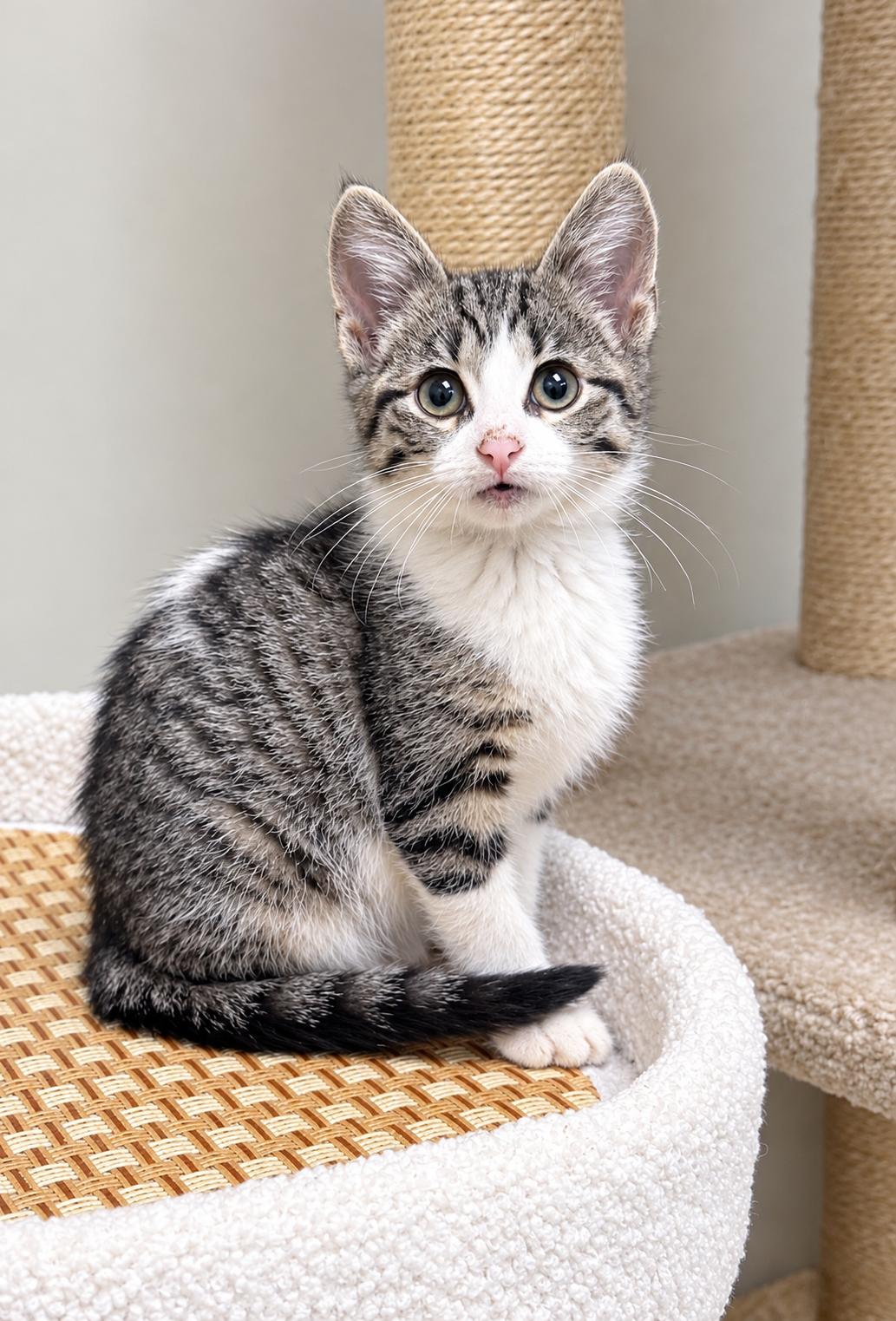 Enlarge Pinky, a Adoptable Domestic Short Hair in Pickerington, OH image 4/4