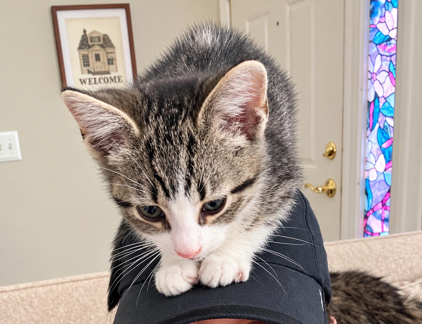 Enlarge Pinky, a Adoptable Domestic Short Hair in Pickerington, OH image 3/4