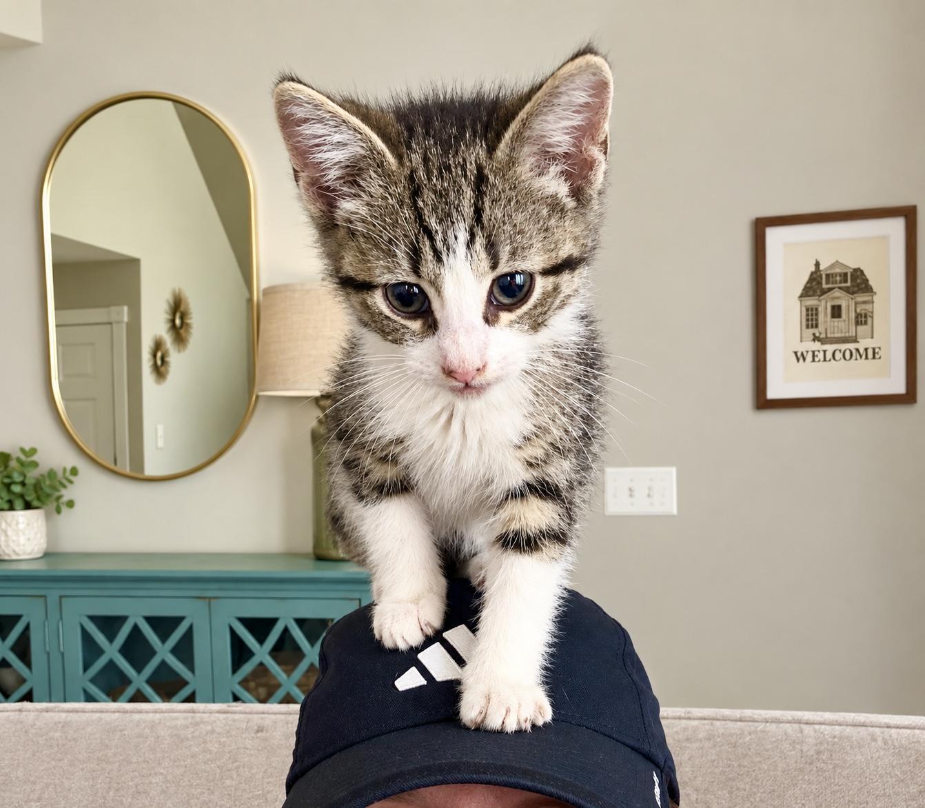 Enlarge Pinky, a Adoptable Domestic Short Hair in Pickerington, OH image 2/4