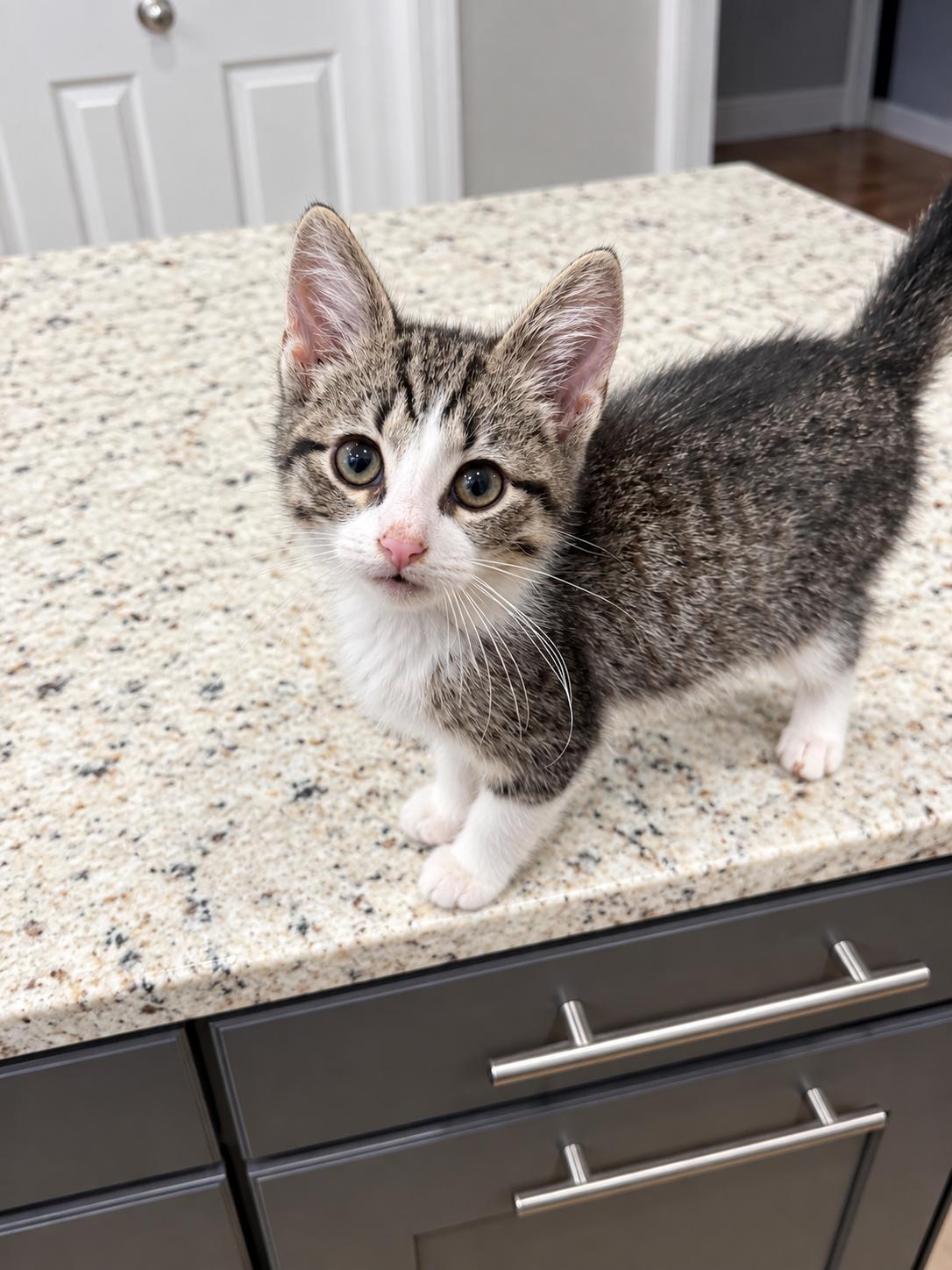 Enlarge Pinky, a Adoptable Domestic Short Hair in Pickerington, OH image 1/4