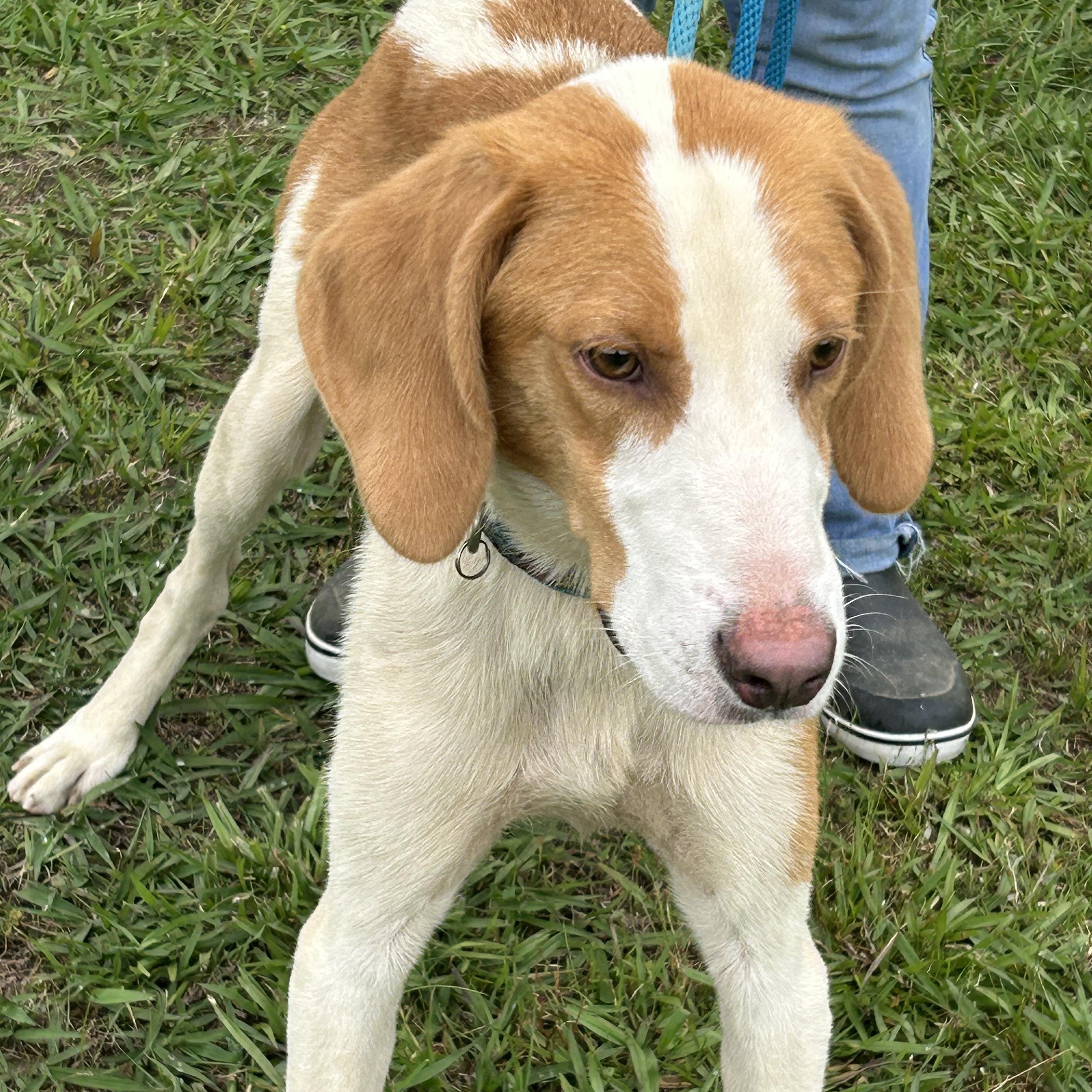 Brett, Adoptable, Adult Male Hound.