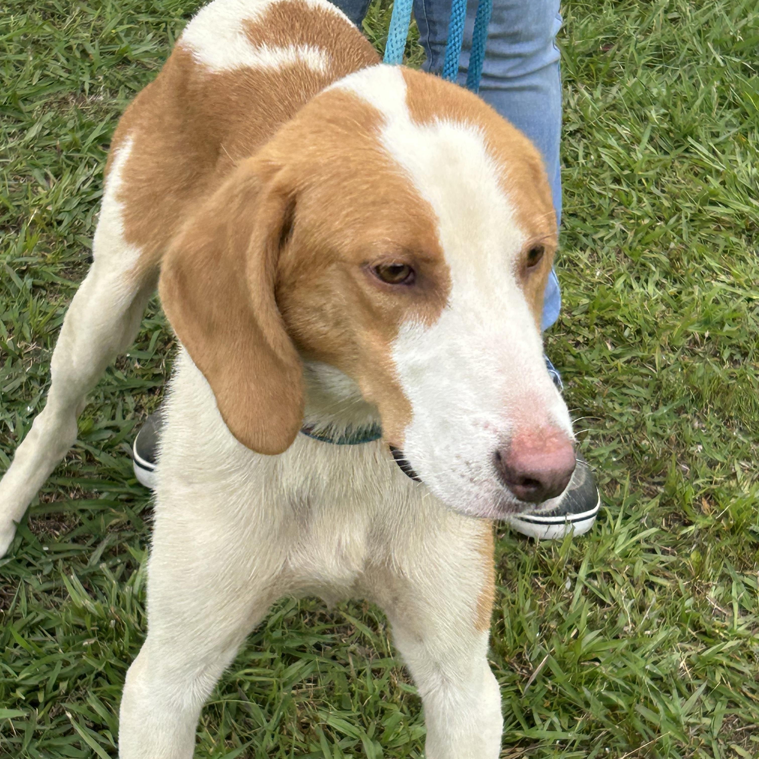Enlarge Brett, a Adoptable Hound in Charles City, VA image 3/4