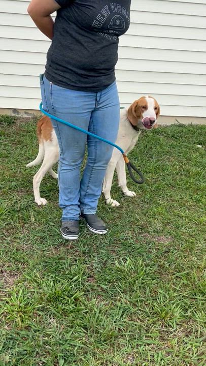 Enlarge Brett, a Adoptable Hound in Charles City, VA video 4/4