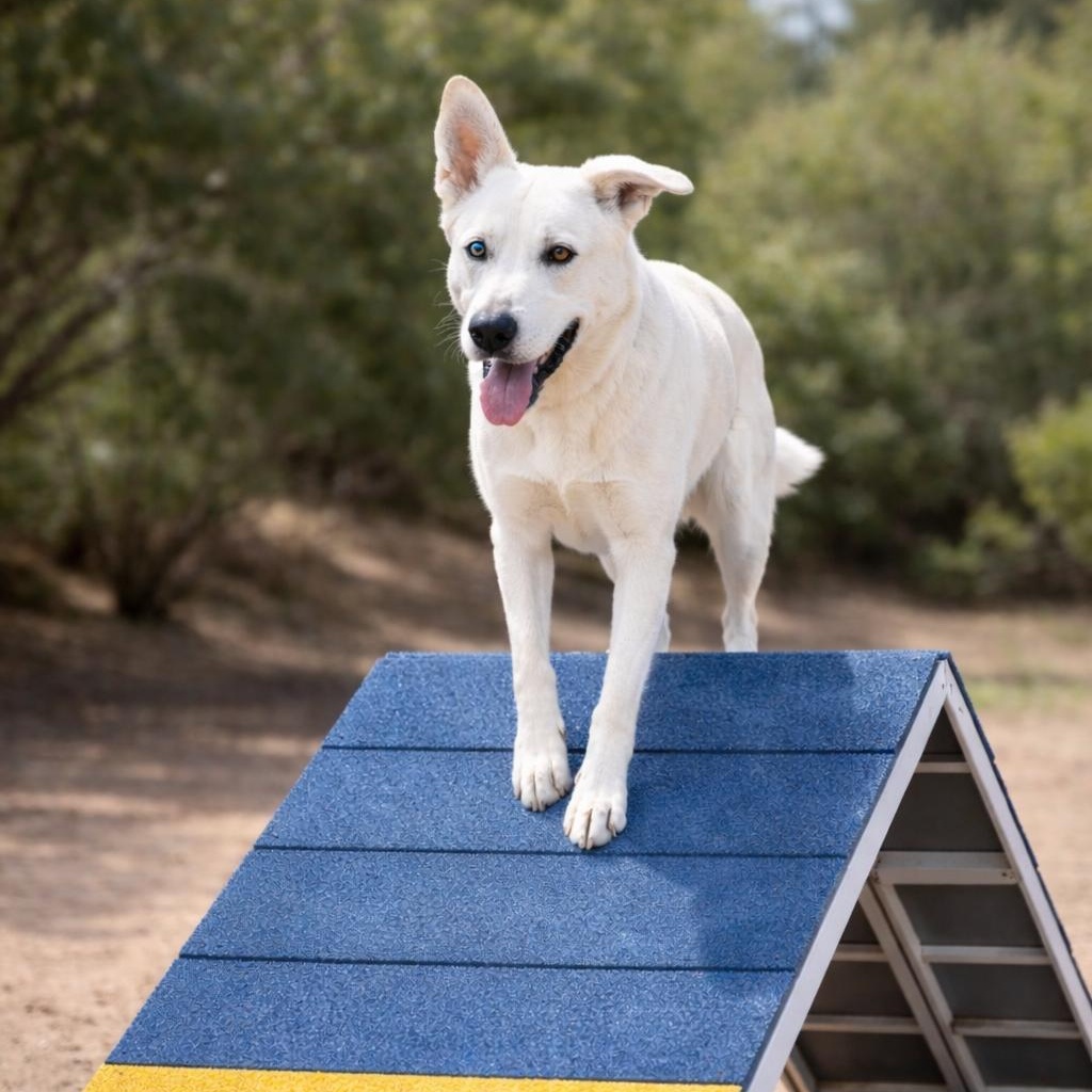 Enlarge Shamrock, a ADOPTABLE German Shepherd Dog in Petaluma, CA 94952, CA image 4/6