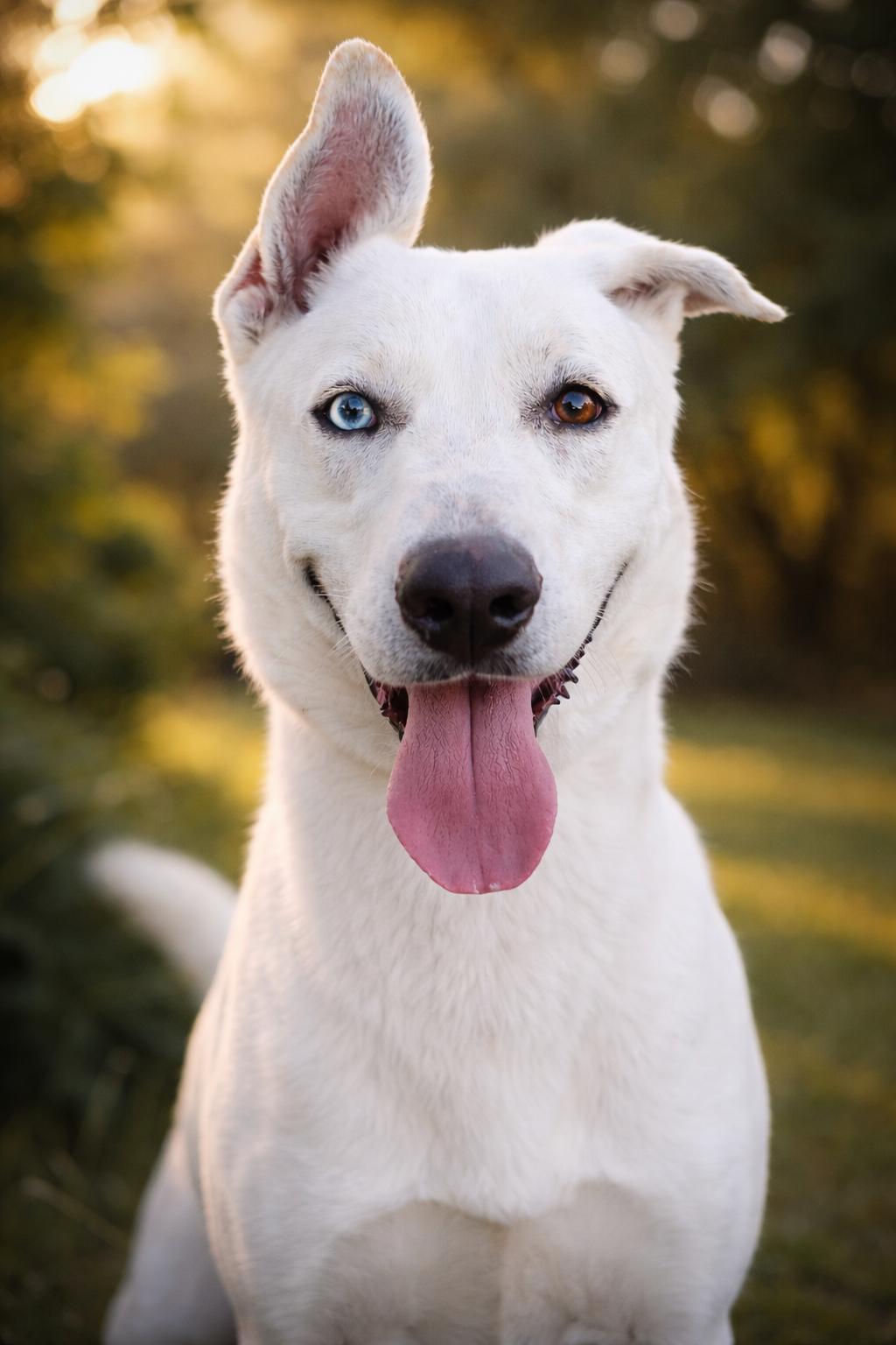 Enlarge Shamrock, a ADOPTABLE German Shepherd Dog in Petaluma, CA 94952, CA image 3/6