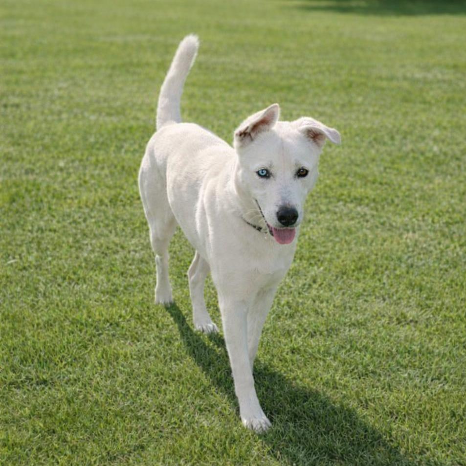Enlarge Shamrock, a ADOPTABLE German Shepherd Dog in Petaluma, CA 94952, CA image 6/6