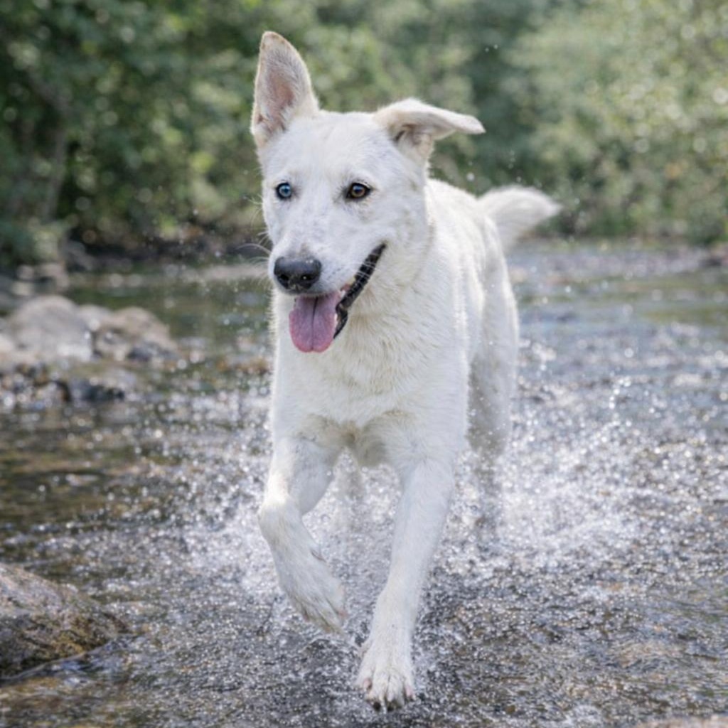 Enlarge Shamrock, a ADOPTABLE German Shepherd Dog in Petaluma, CA 94952, CA image 5/6