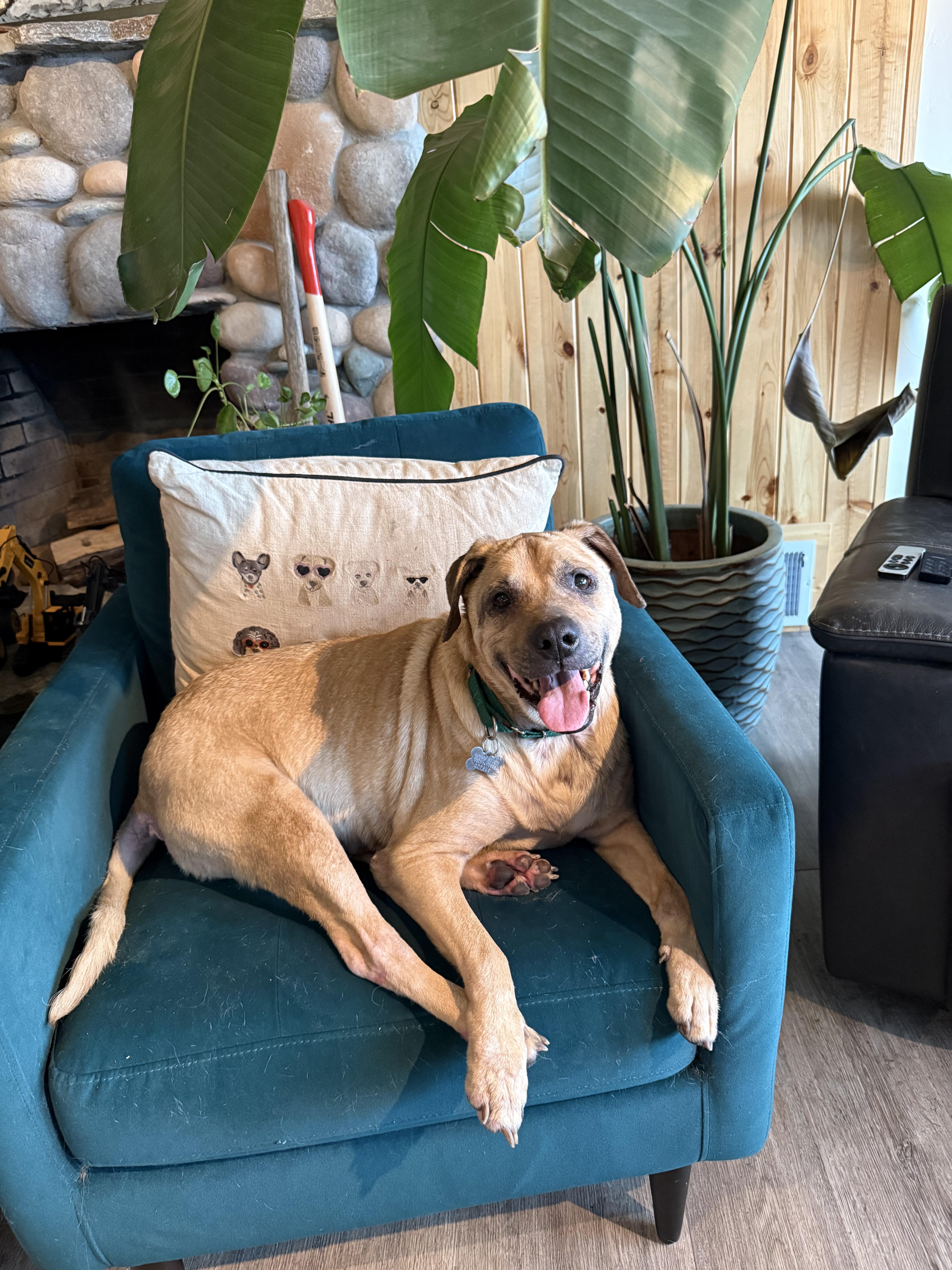Moose, a ADOPTABLE mixed breed in Ferndale, WA image 2/5
