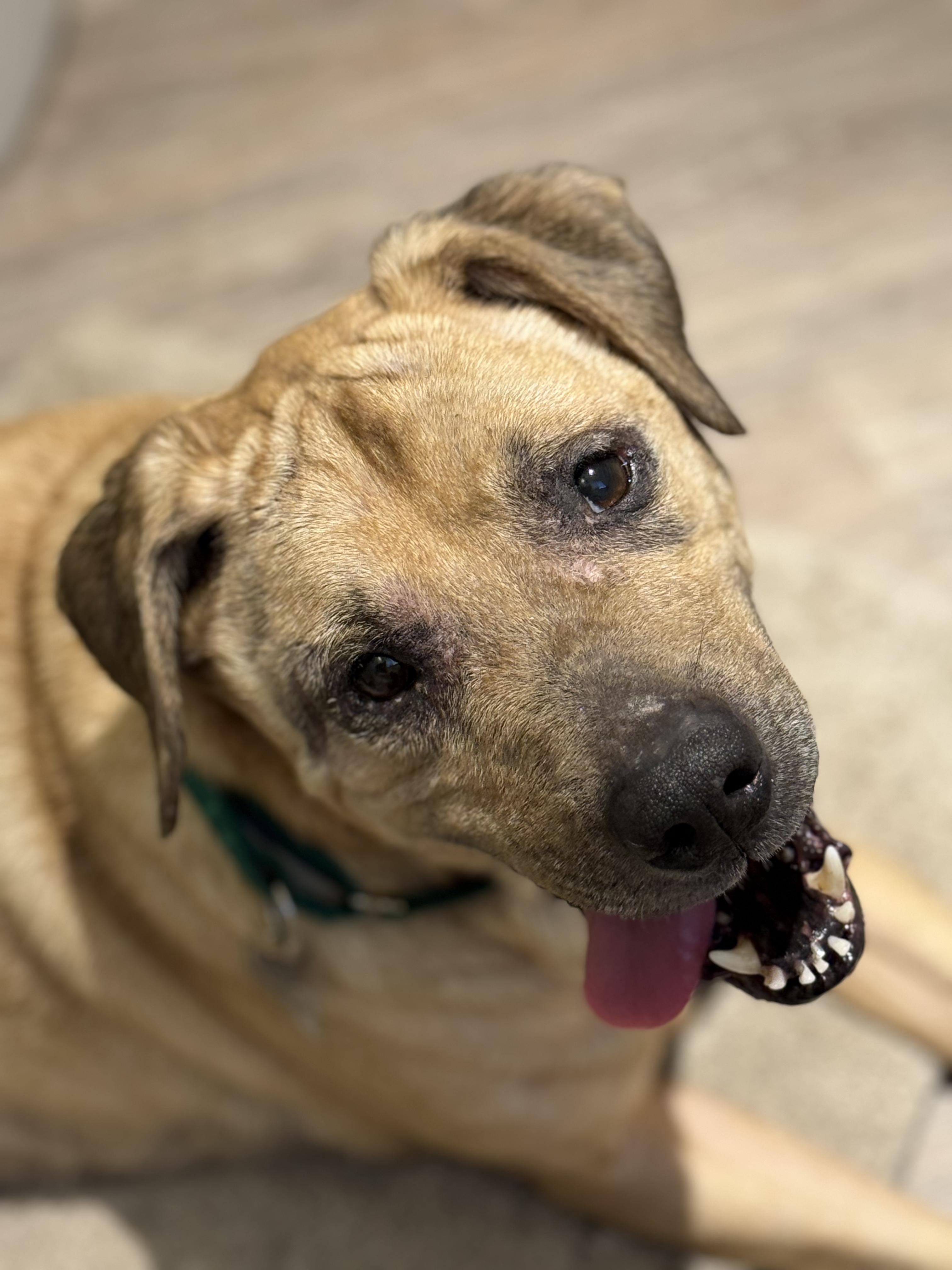Moose, a ADOPTABLE mixed breed in Ferndale, WA image 3/5