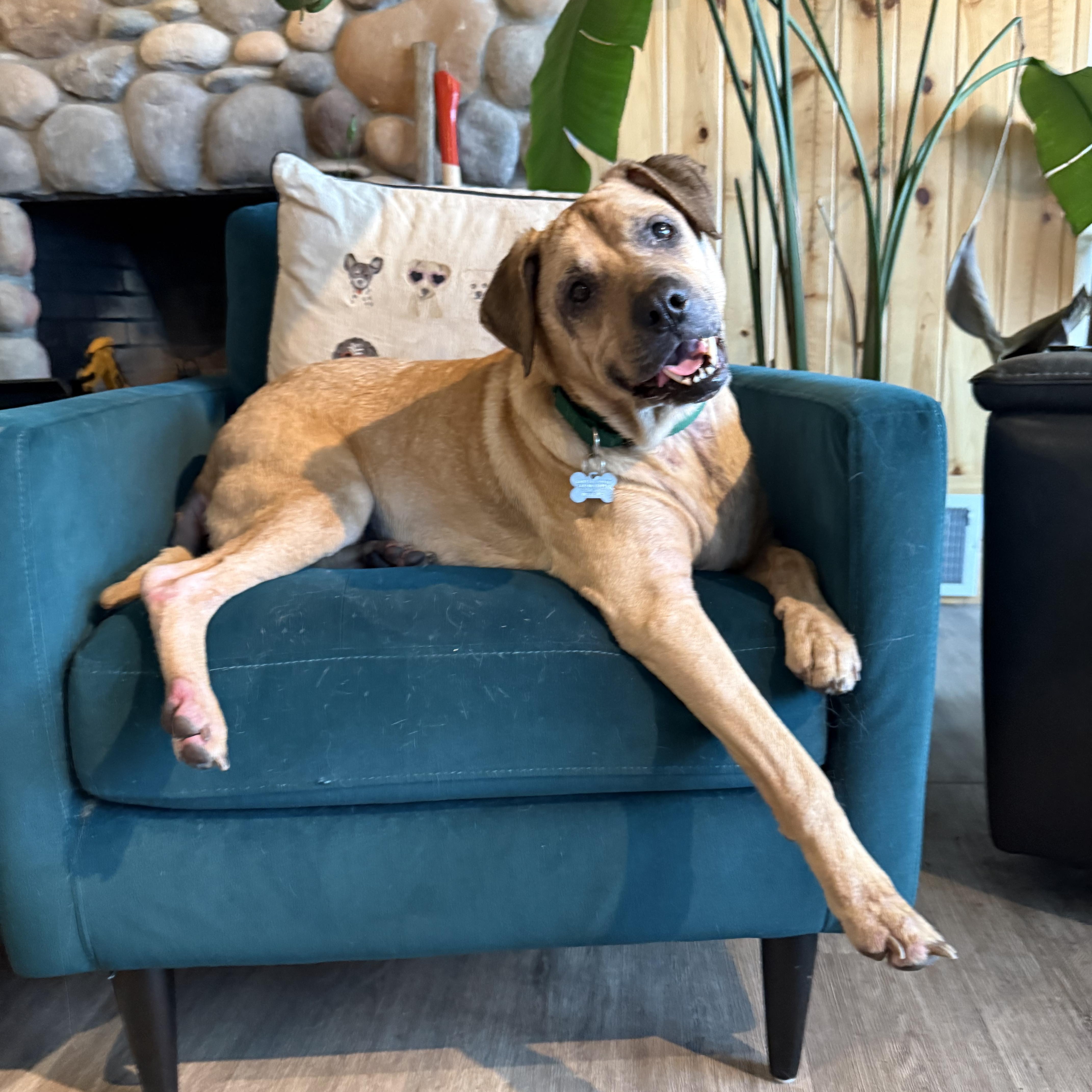 Moose, a ADOPTABLE mixed breed in Ferndale, WA image 1/5