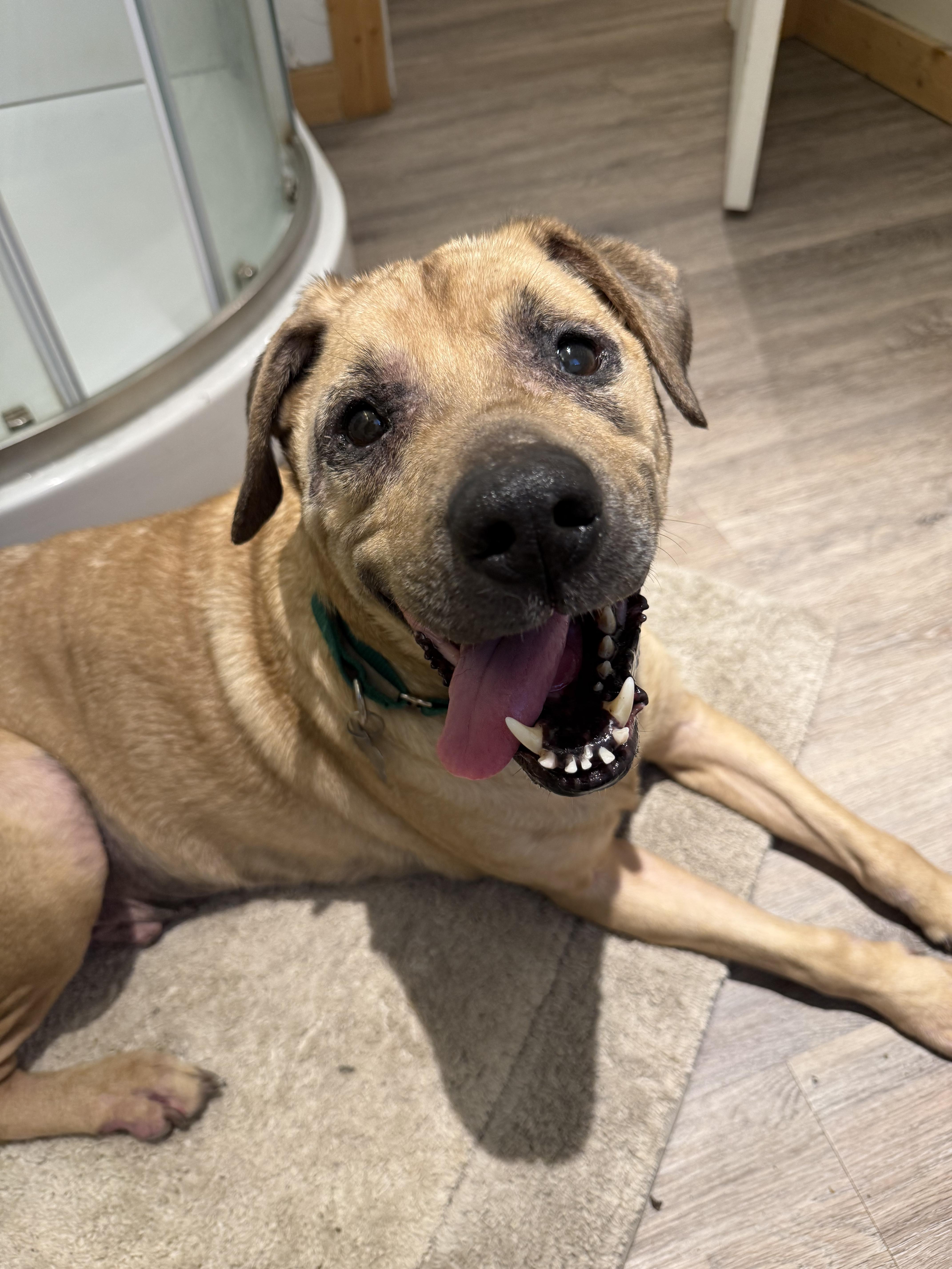 Moose, a ADOPTABLE mixed breed in Ferndale, WA image 5/5