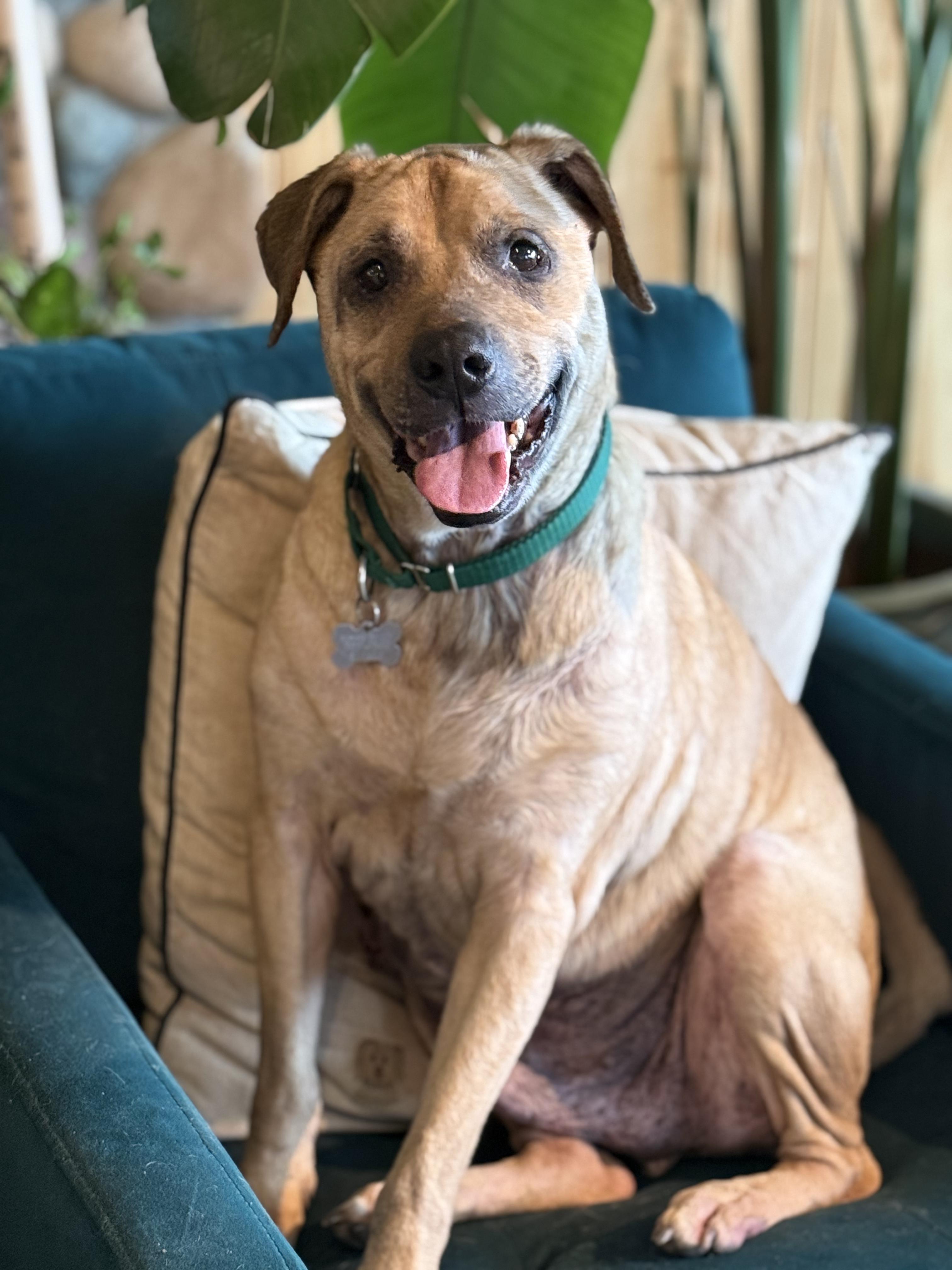 Moose, a ADOPTABLE mixed breed in Ferndale, WA image 4/5