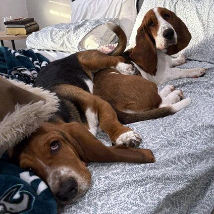 LEON, Adopted, Young Male Basset Hound.