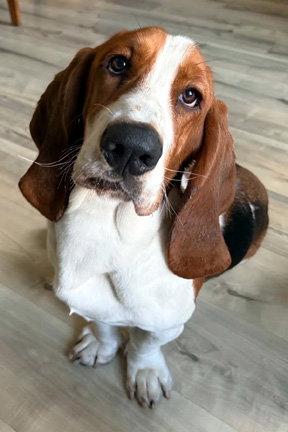Enlarge LEON, a Adopted Basset Hound in Mays Landing, NJ image 2/3