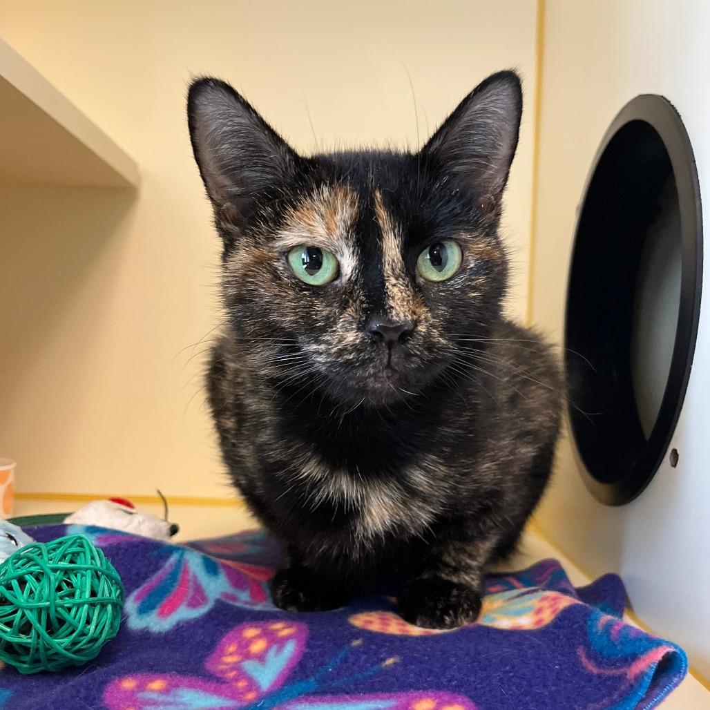 Enlarge Maple, a Adoptable Domestic Short Hair in Concord, NH image 1/3
