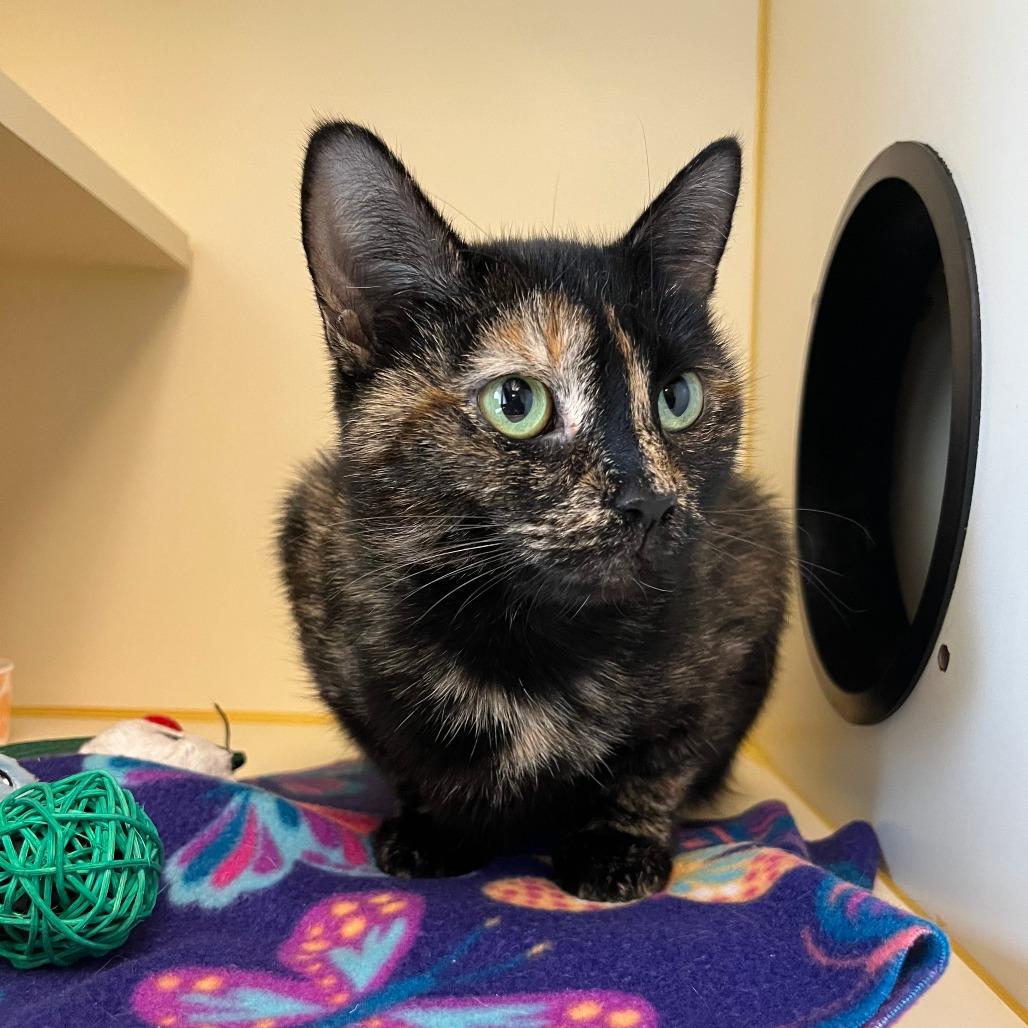 Enlarge Maple, a Adoptable Domestic Short Hair in Concord, NH image 2/3