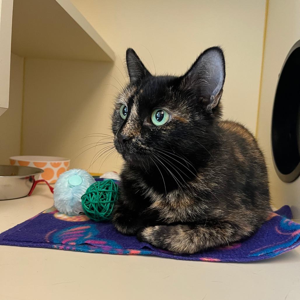 Enlarge Maple, a Adoptable Domestic Short Hair in Concord, NH image 3/3