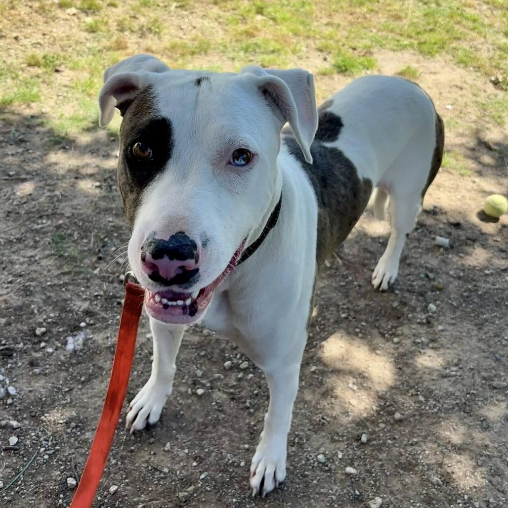 Merlin, a Adoptable mixed breed in Collinsville , OK image 1/3