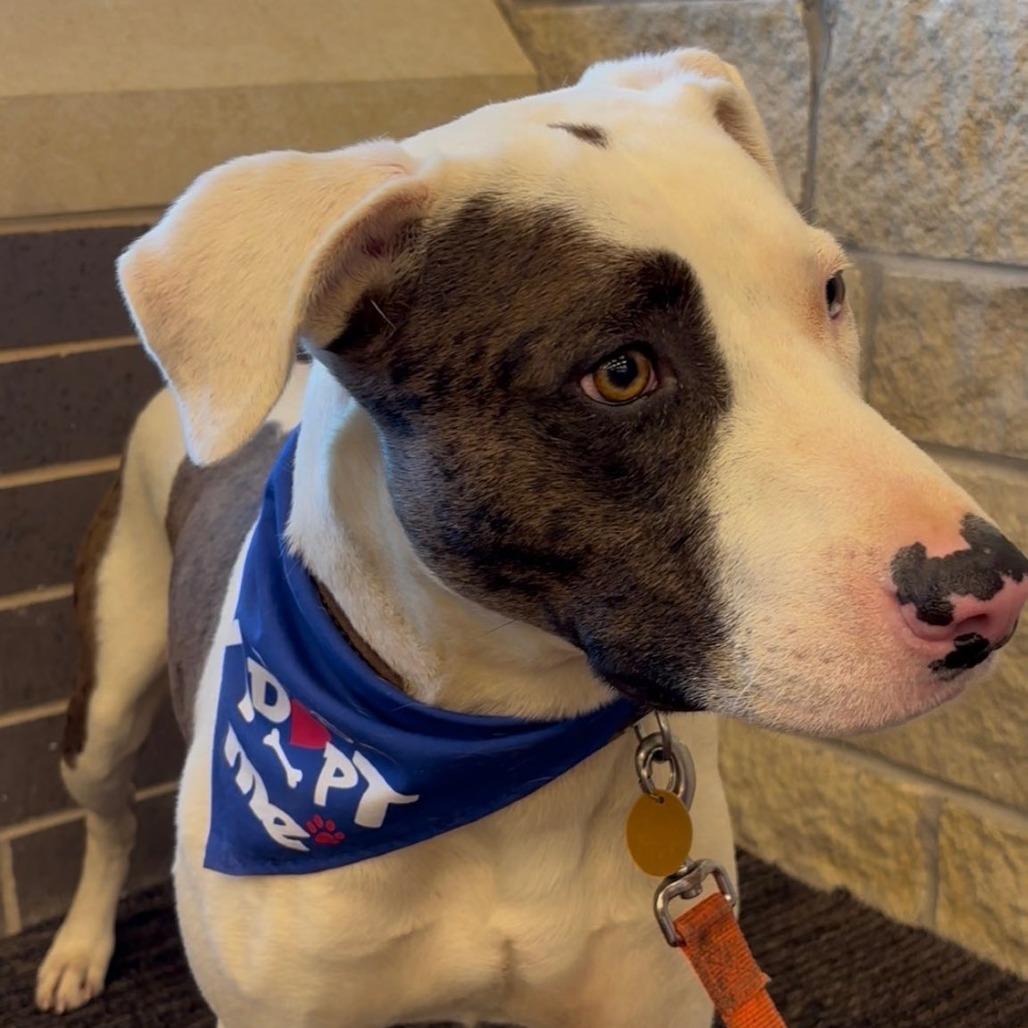 Merlin, a Adoptable mixed breed in Collinsville , OK image 2/3