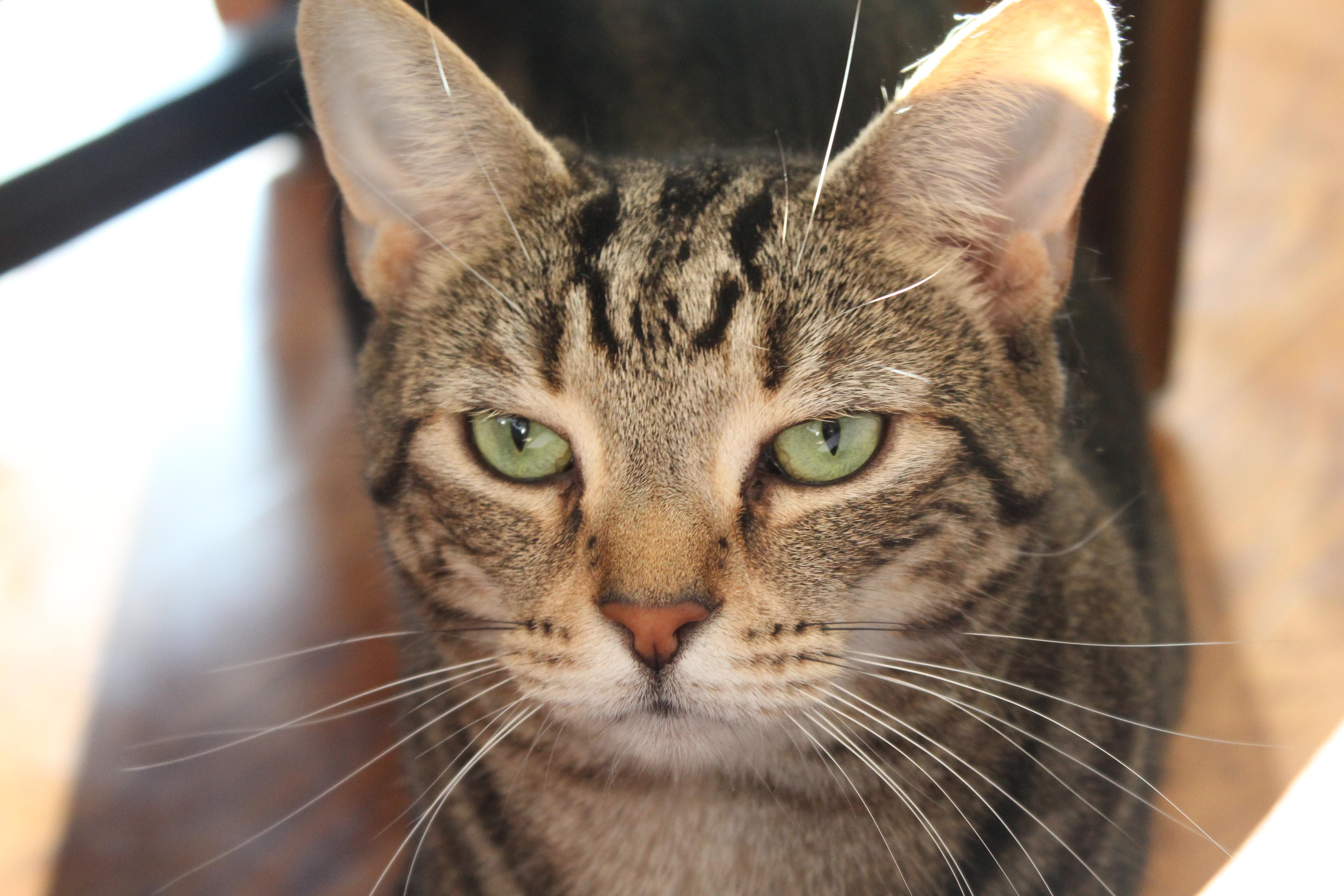Peberson, Adoptable, Adult Male Domestic Short Hair.