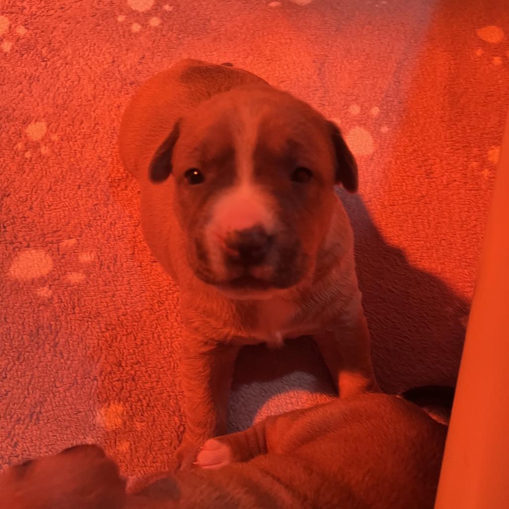 Melody, Adoptable, Puppy Female Pit Bull Terrier & Mixed Breed.