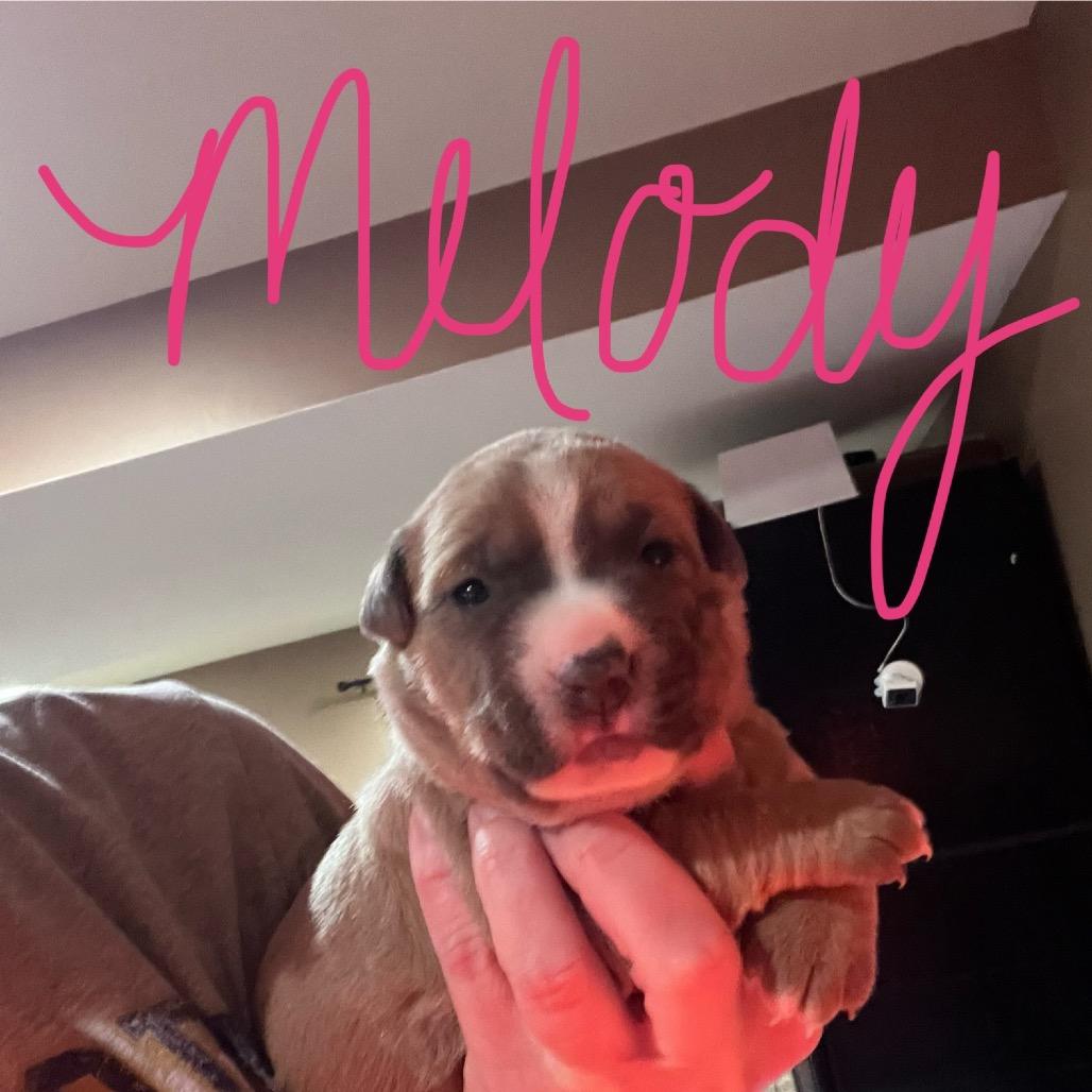 Enlarge Melody, a Adoptable mixed breed in Jarrettsville, MD image 2/6