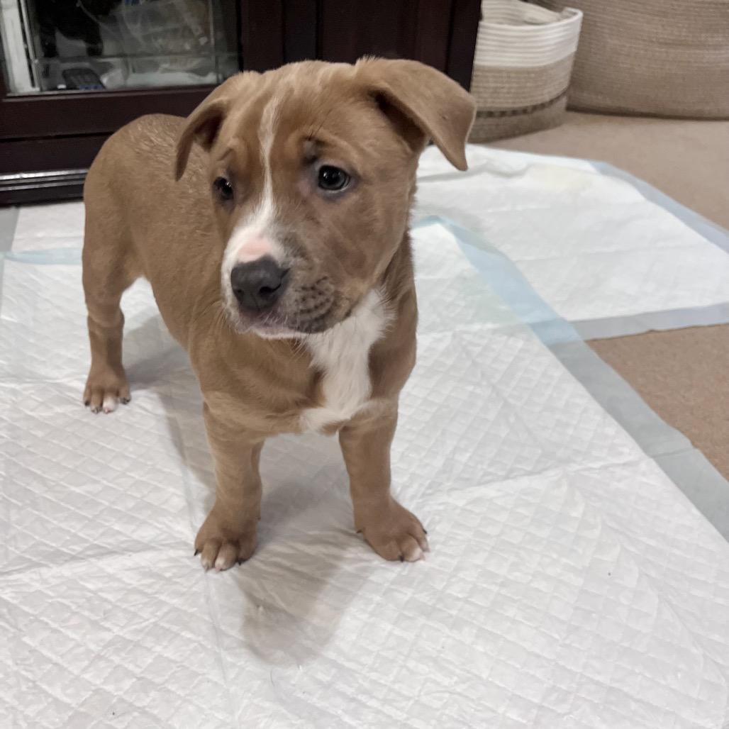 Enlarge Melody, a Adoptable mixed breed in Jarrettsville, MD image 3/6