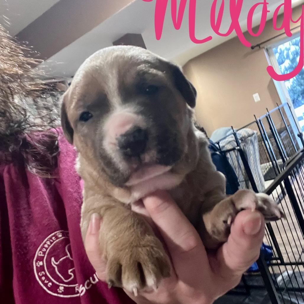 Enlarge Melody, a Adoptable mixed breed in Jarrettsville, MD image 4/6