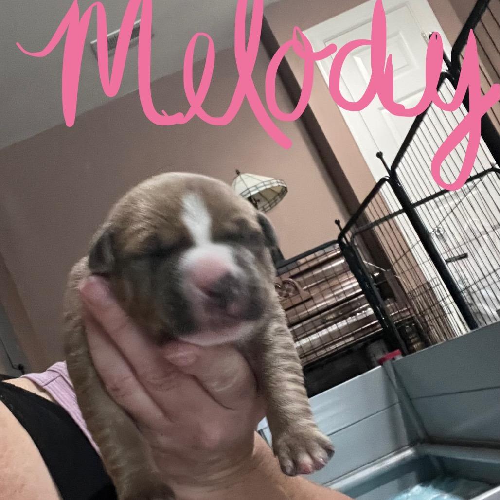 Enlarge Melody, a Adoptable mixed breed in Jarrettsville, MD image 5/6