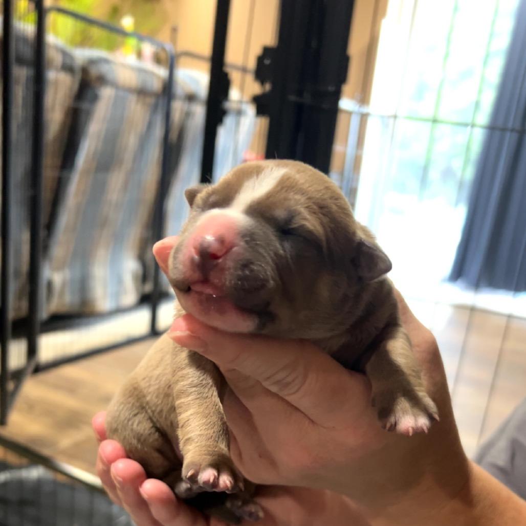 Enlarge Melody, a Adoptable mixed breed in Jarrettsville, MD image 6/6