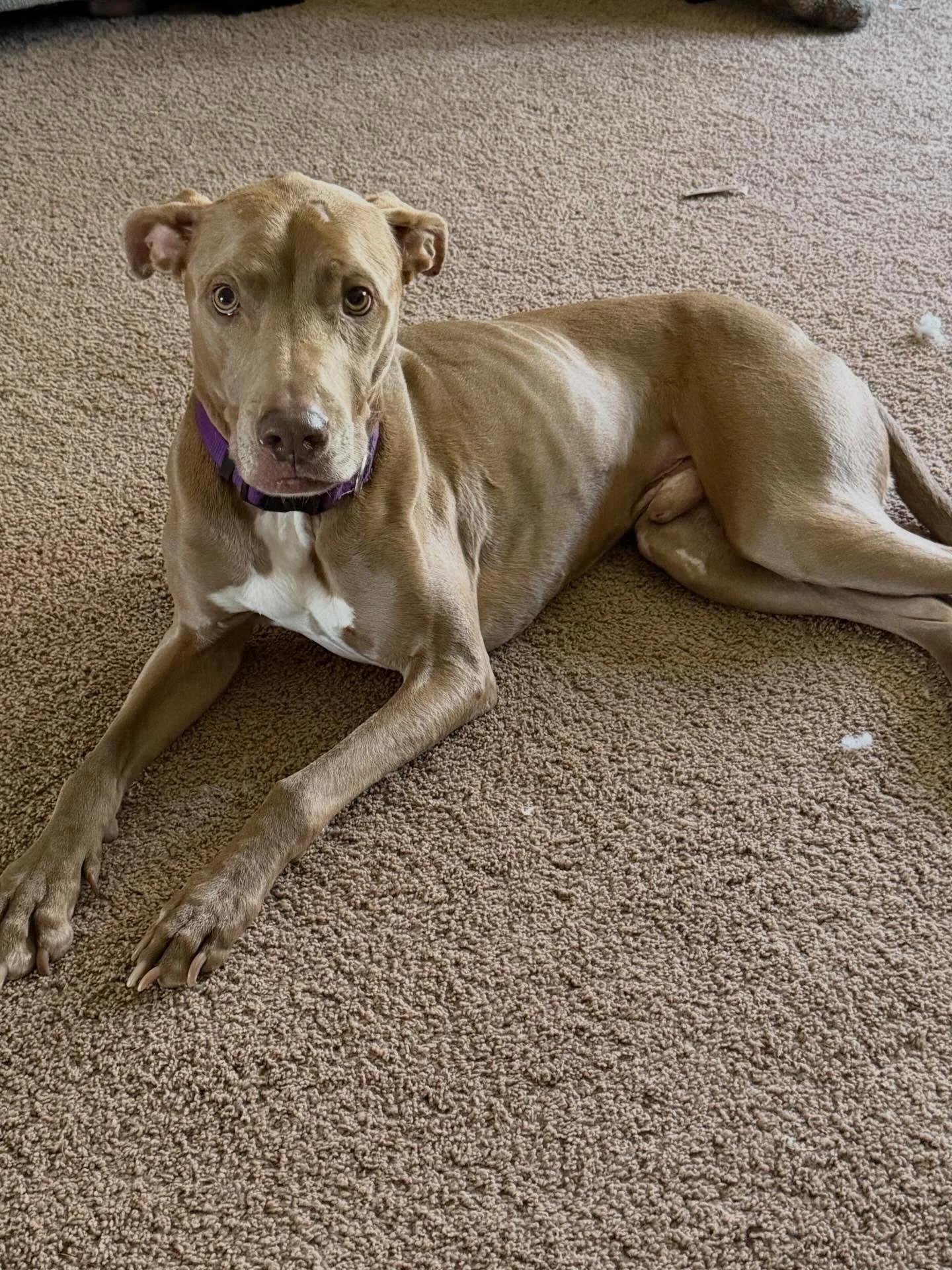 Isaac, adopted, Adult Male Pit Bull Terrier & Chocolate Labrador Retriever.