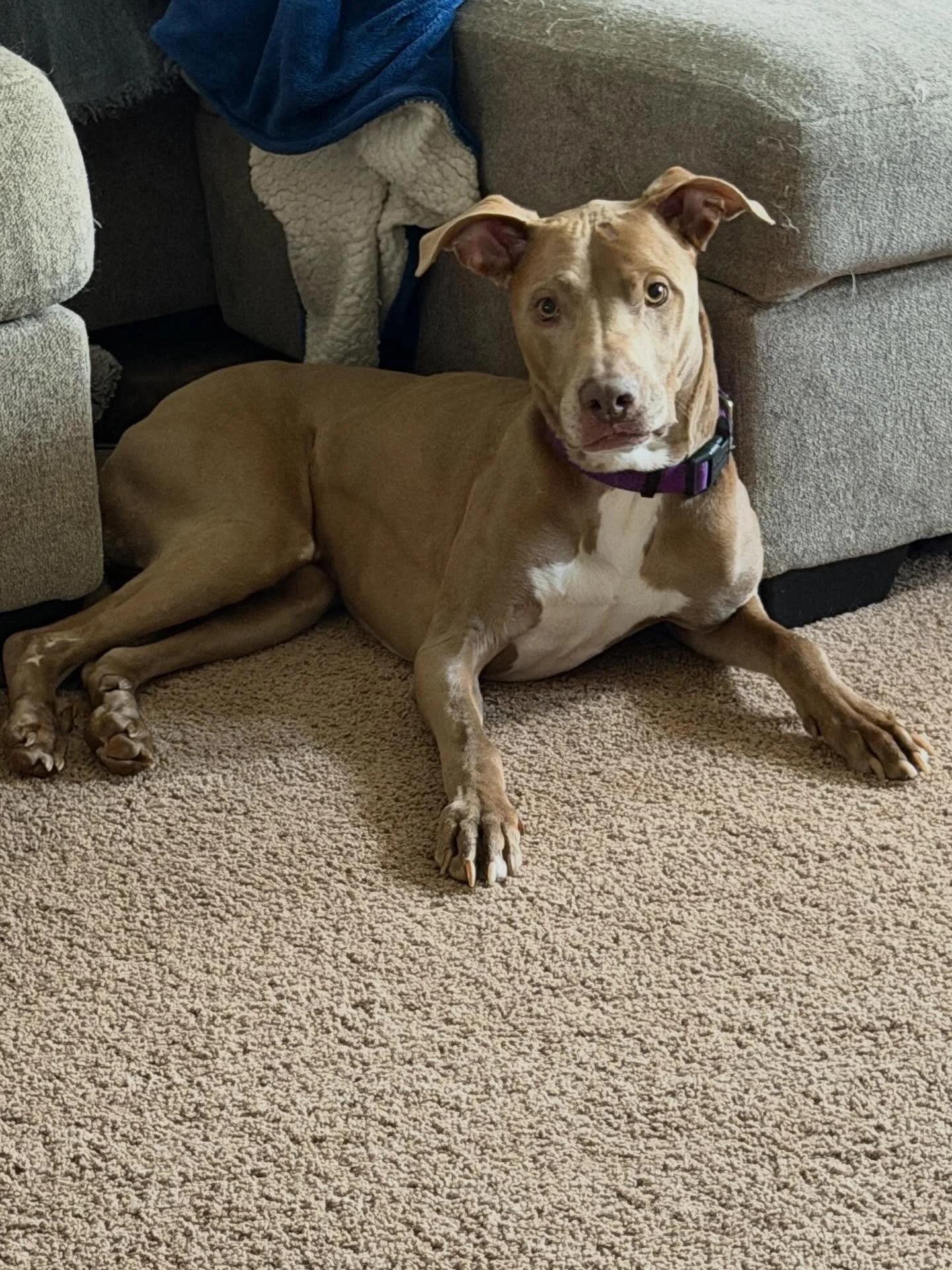 Isaac, an adopted mixed breed in Minneapolis, MN image 5/6
