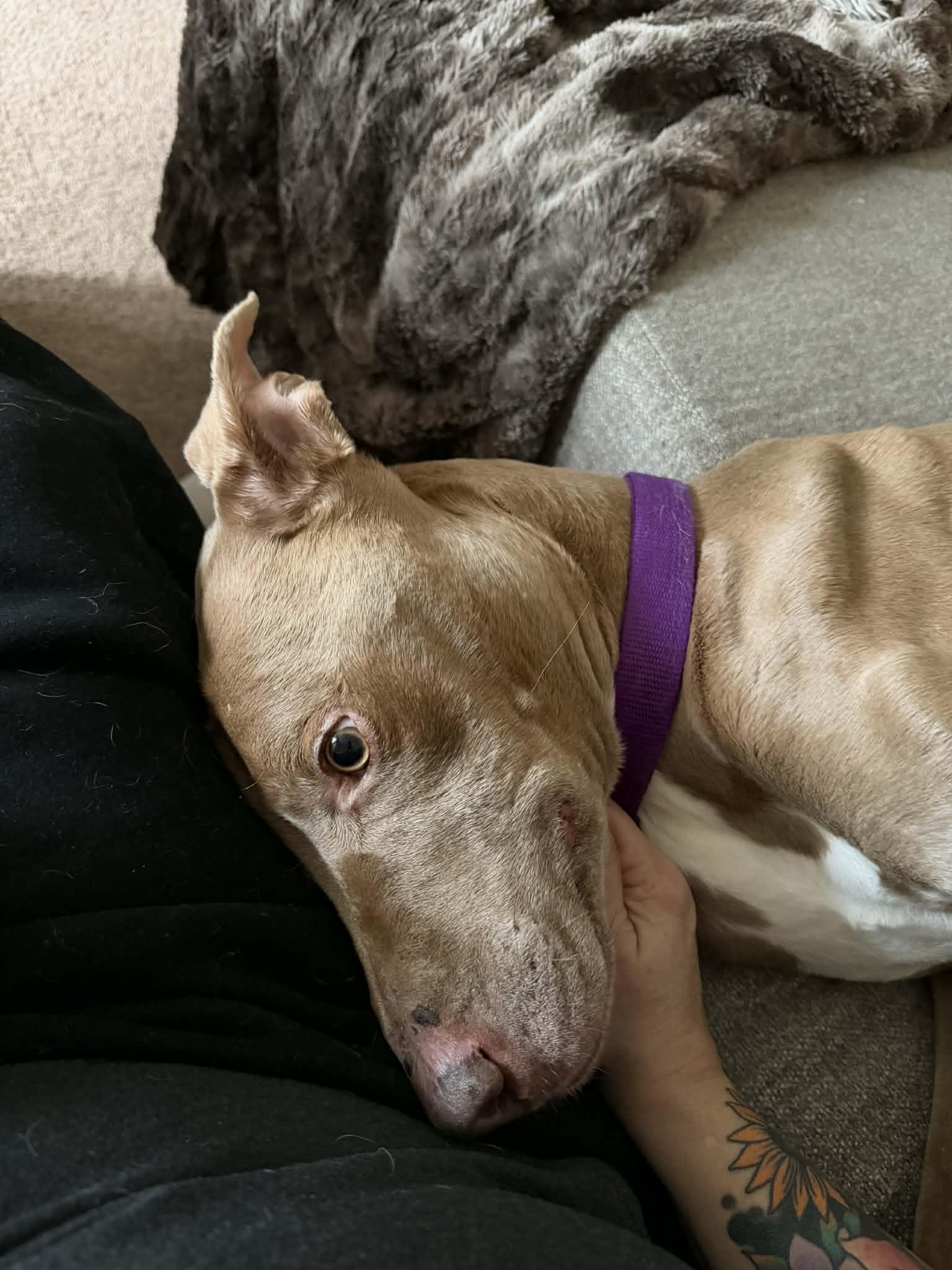 Isaac, an adopted mixed breed in Minneapolis, MN image 2/6