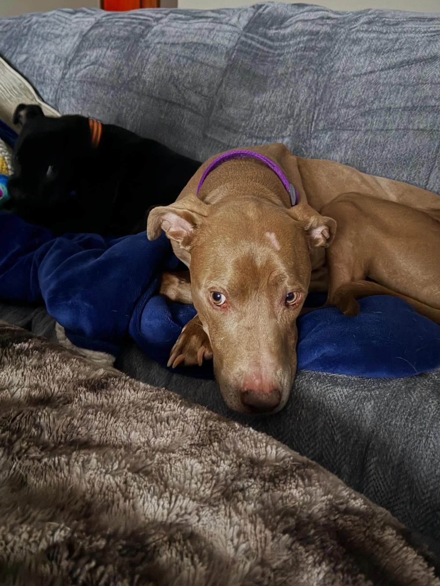 Isaac, an adopted mixed breed in Minneapolis, MN image 6/6